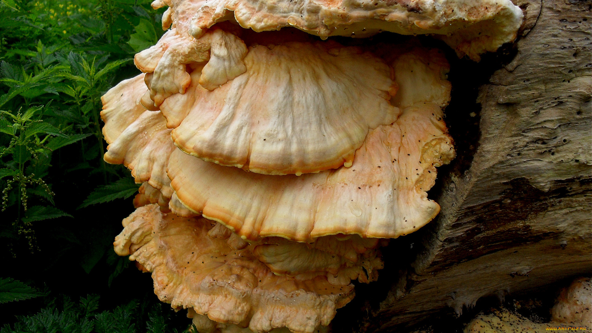 природа, грибы, трава, лес, бревно