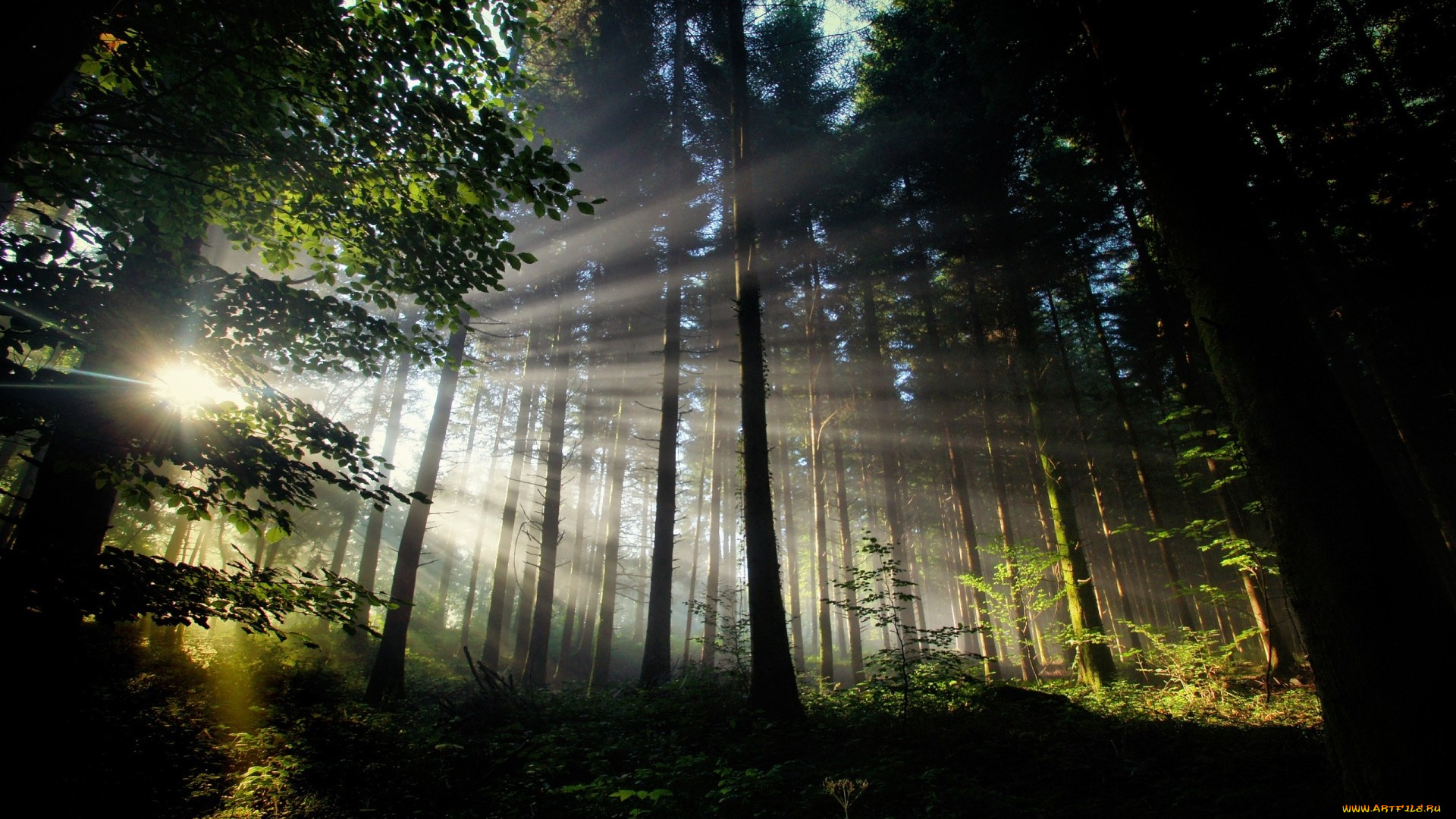 природа, лес, лето, пейзаж, лучи, солнце