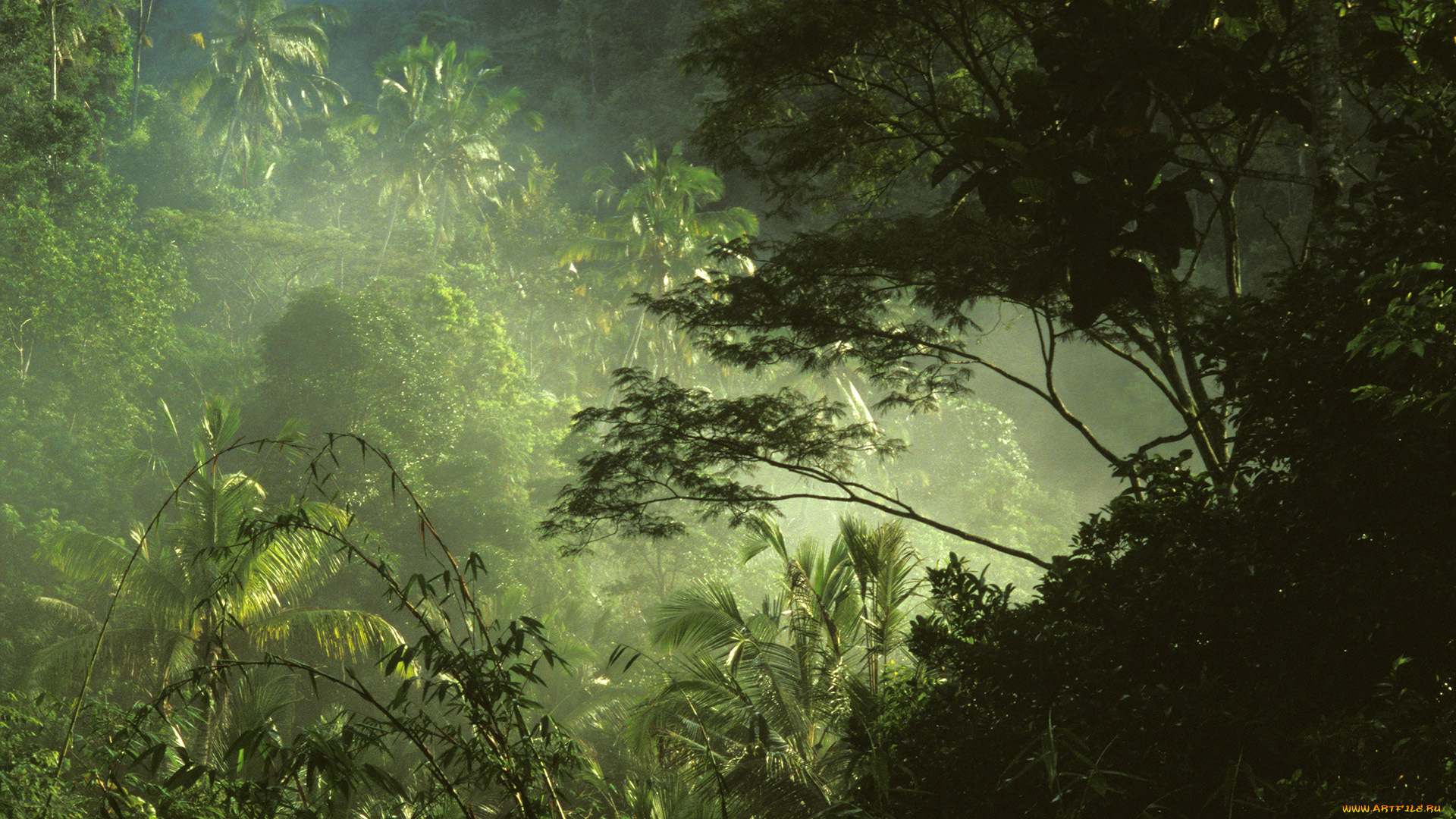 природа, лес, тропики, заросли, папоротник