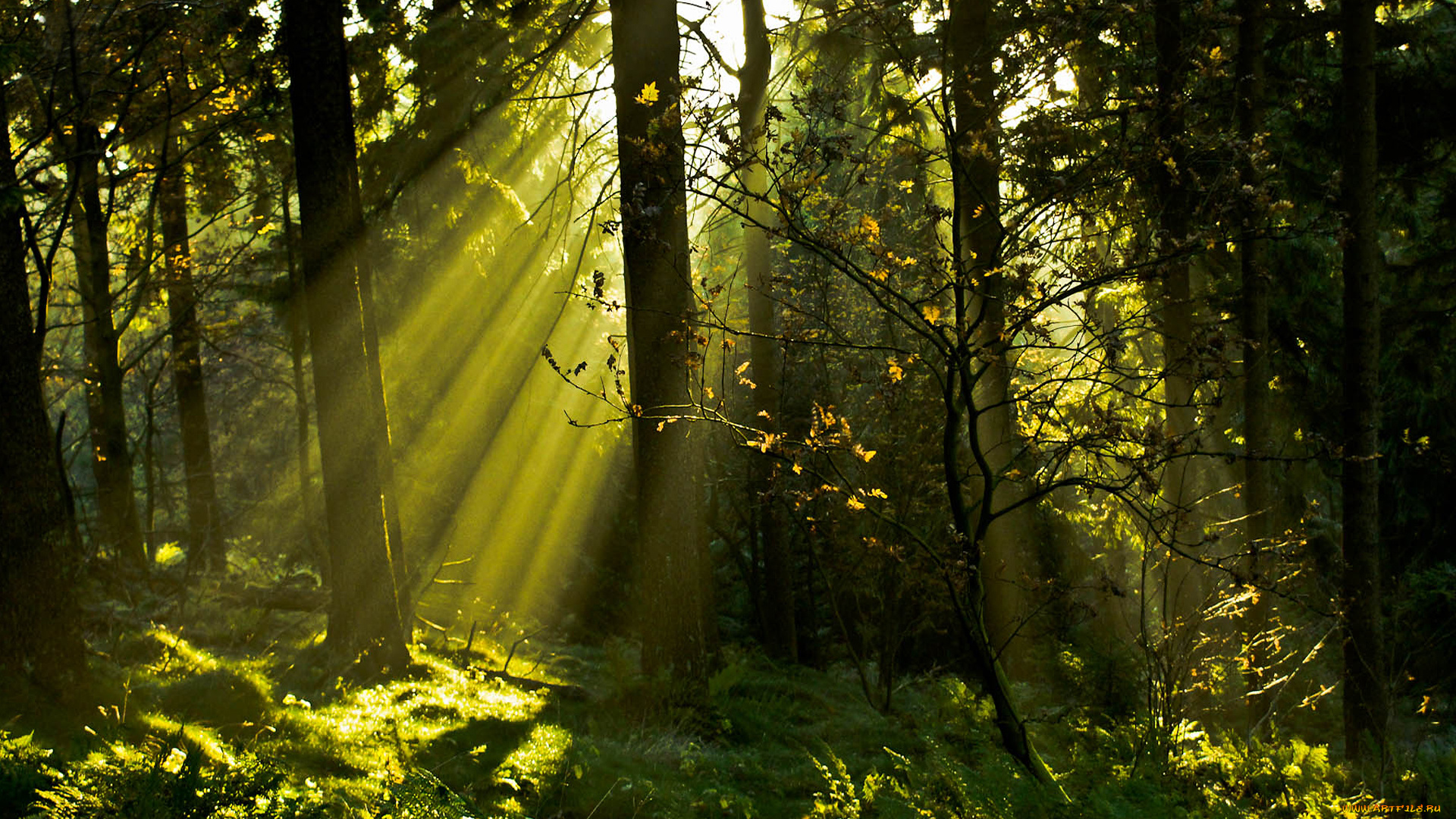 природа, лес, заросли, солнце, лучи