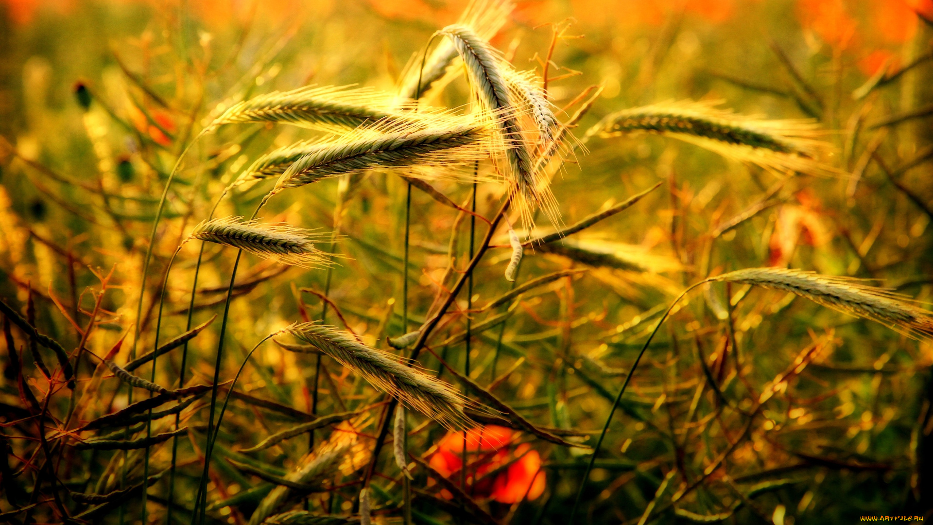 природа, макро, поле, мак, пшеница