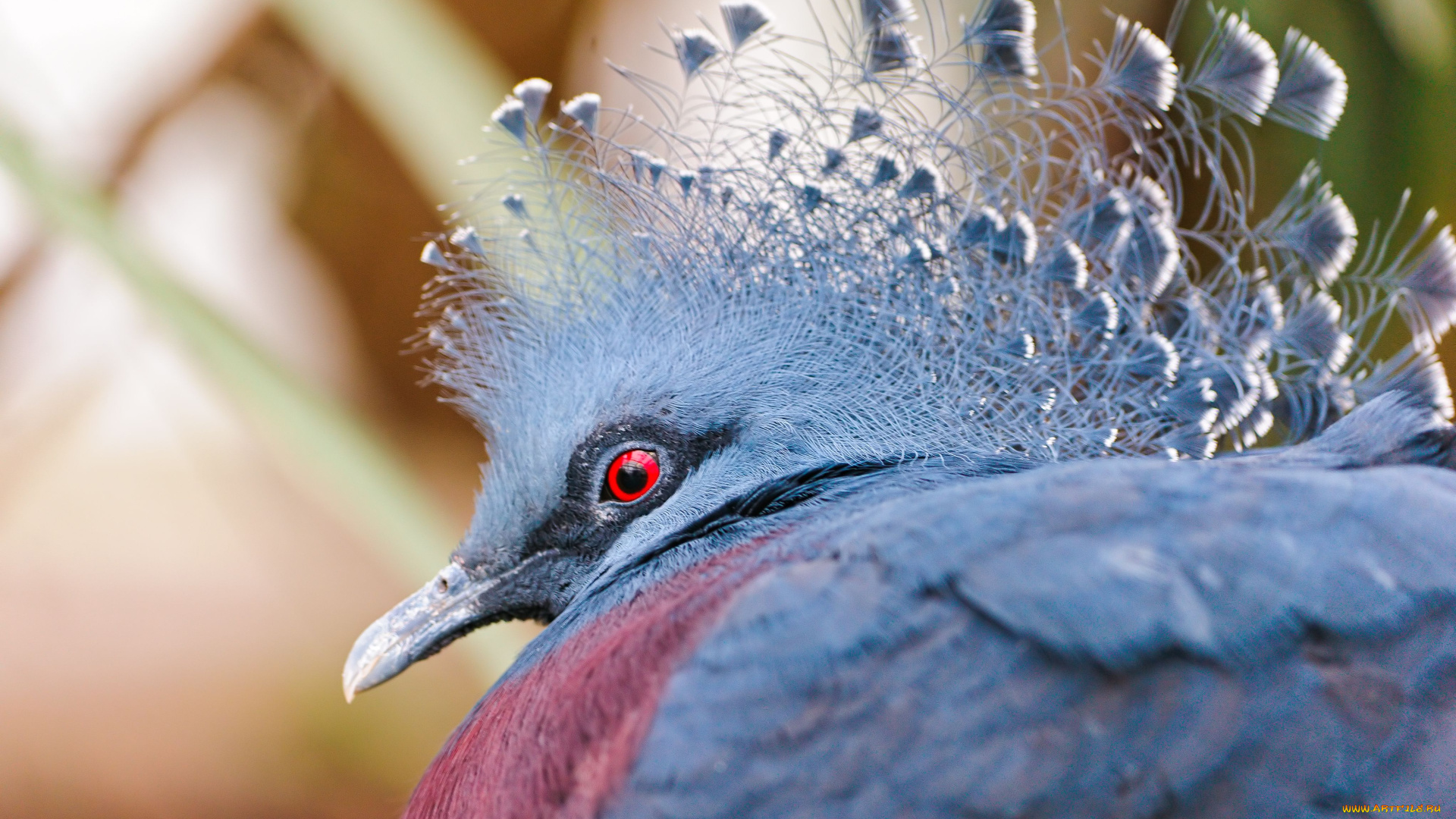 victoria, crowned, pigeon, животные, голуби, венценосный, голубь