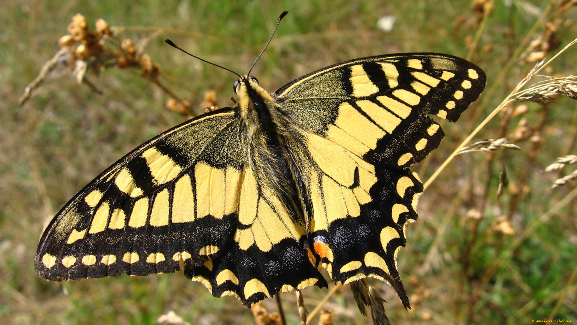 животные, бабочки, бабочка, махаон, насекомое, природа, макро
