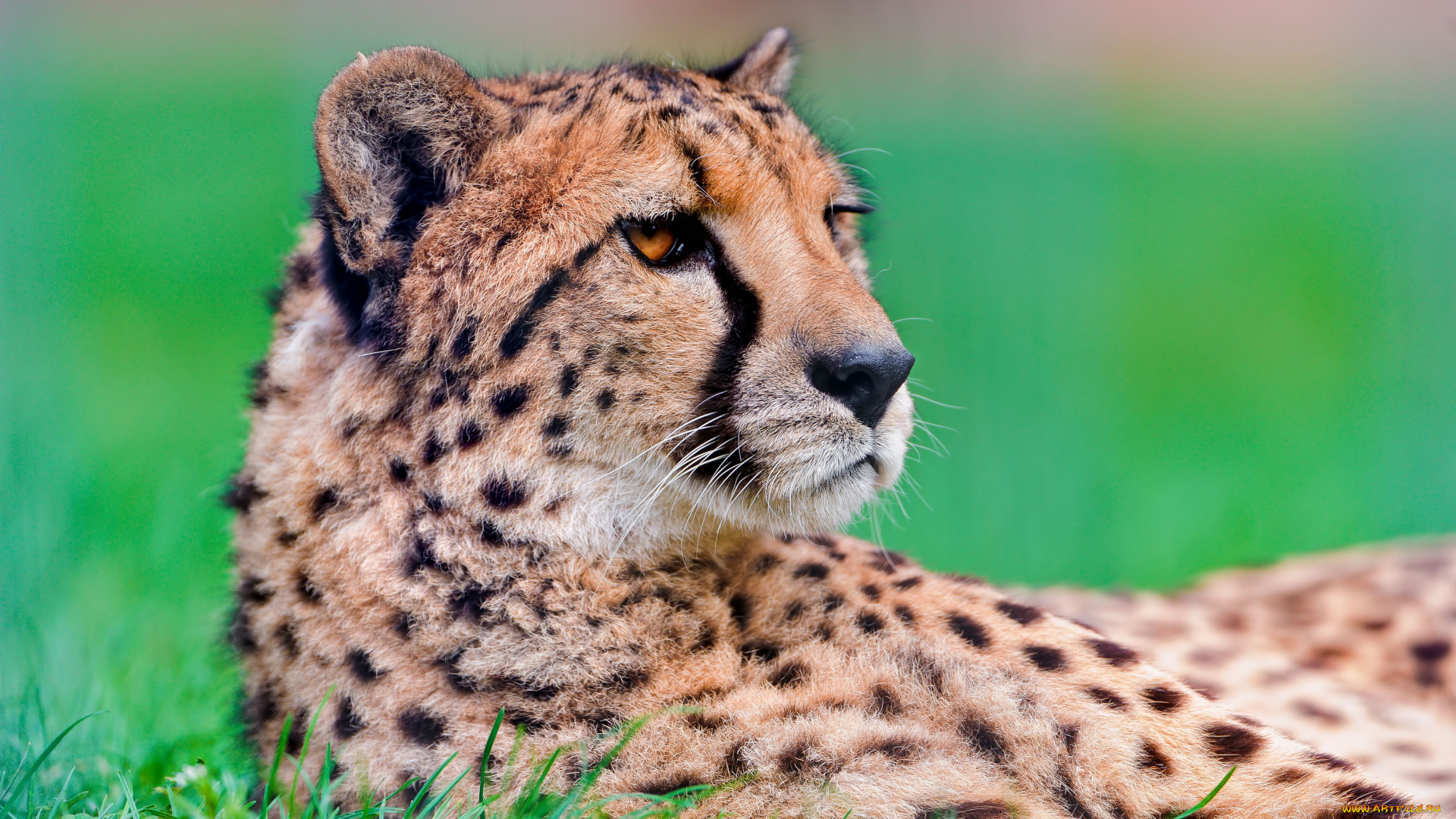 животные, гепарды, хищник