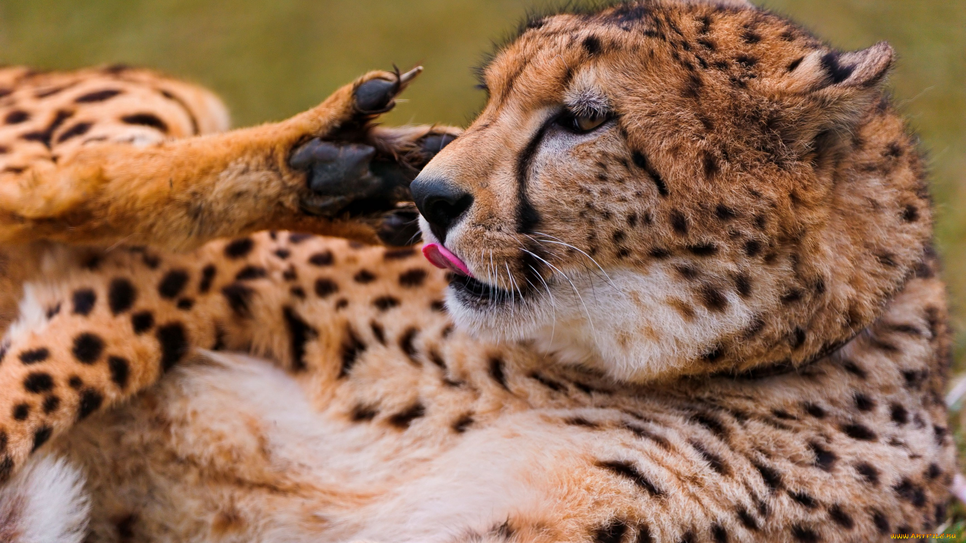 животные, гепарды, хищник, cheetah