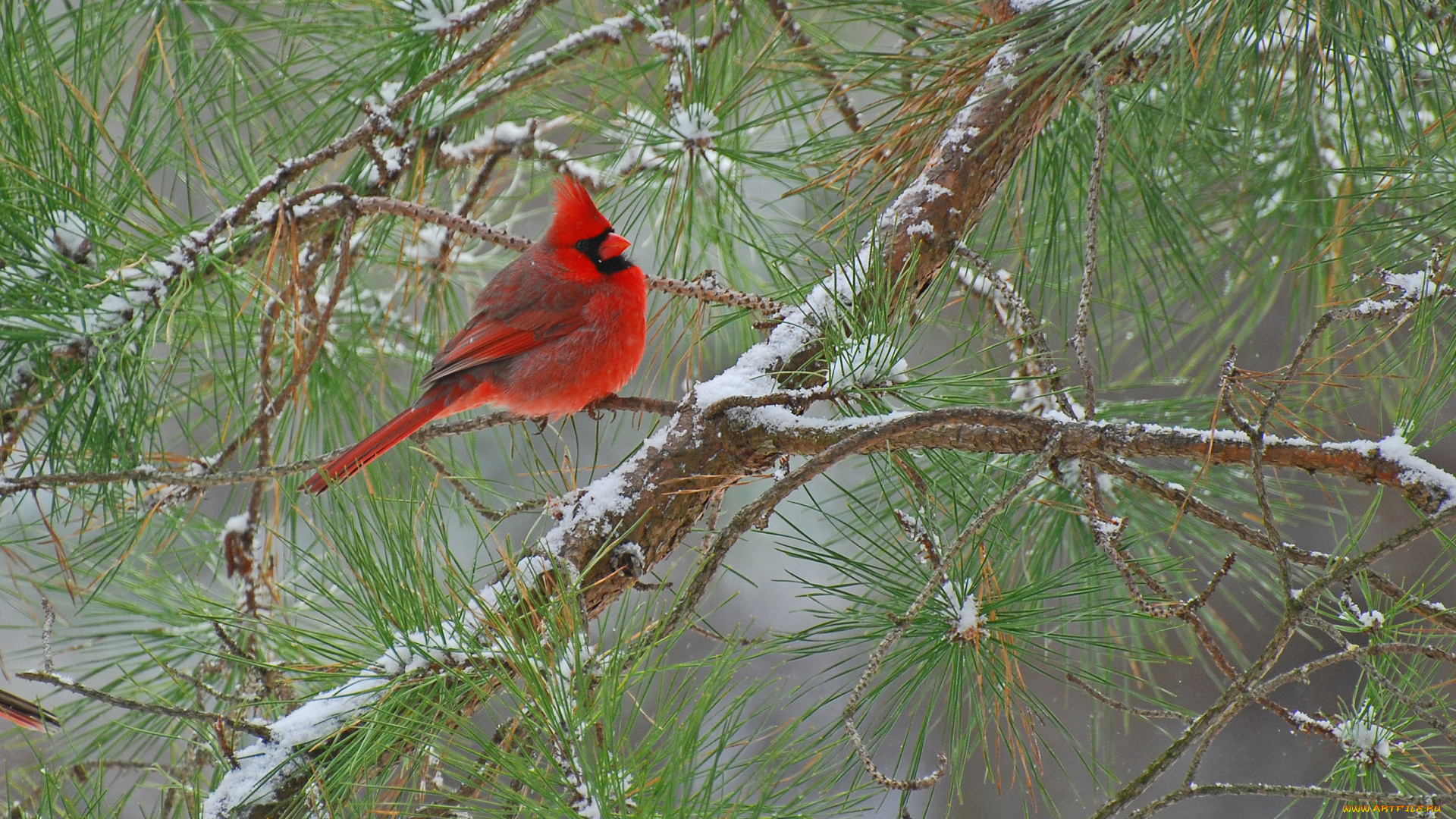 животные, кардиналы, сосна, ветки