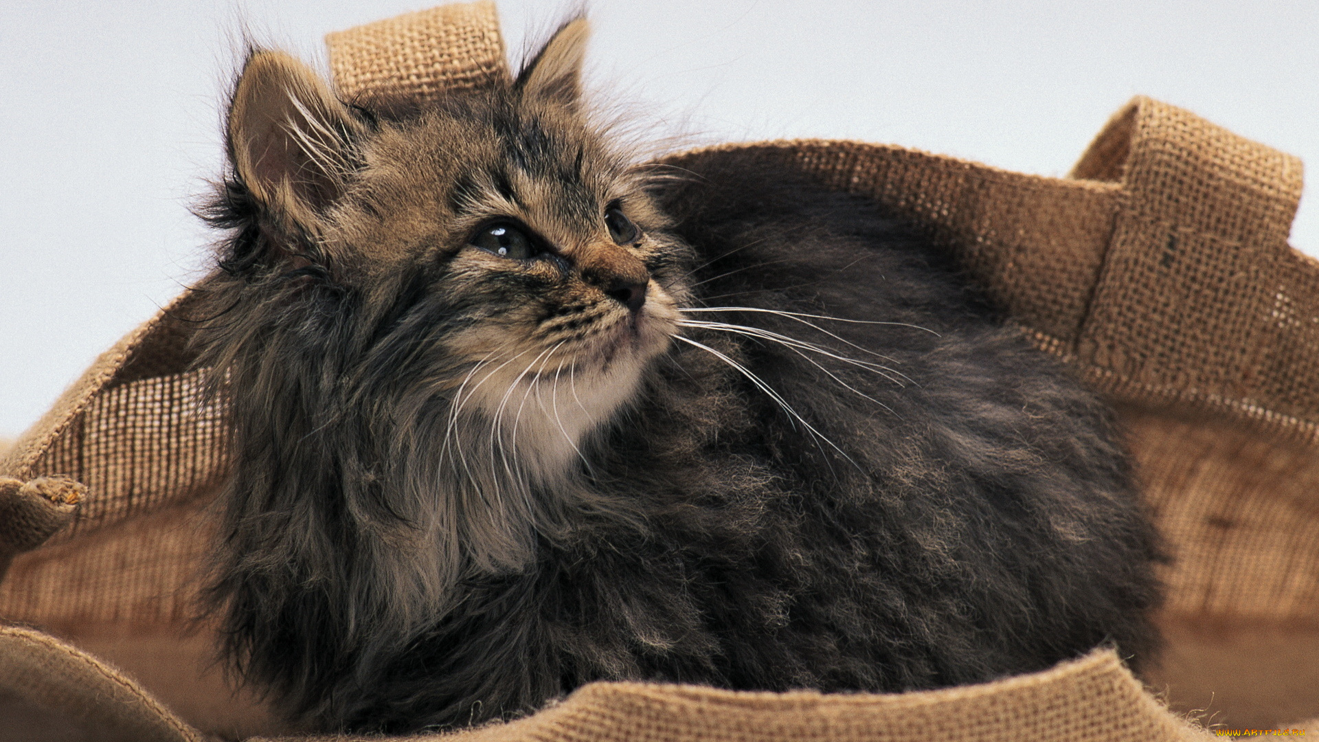 животные, коты, котенок