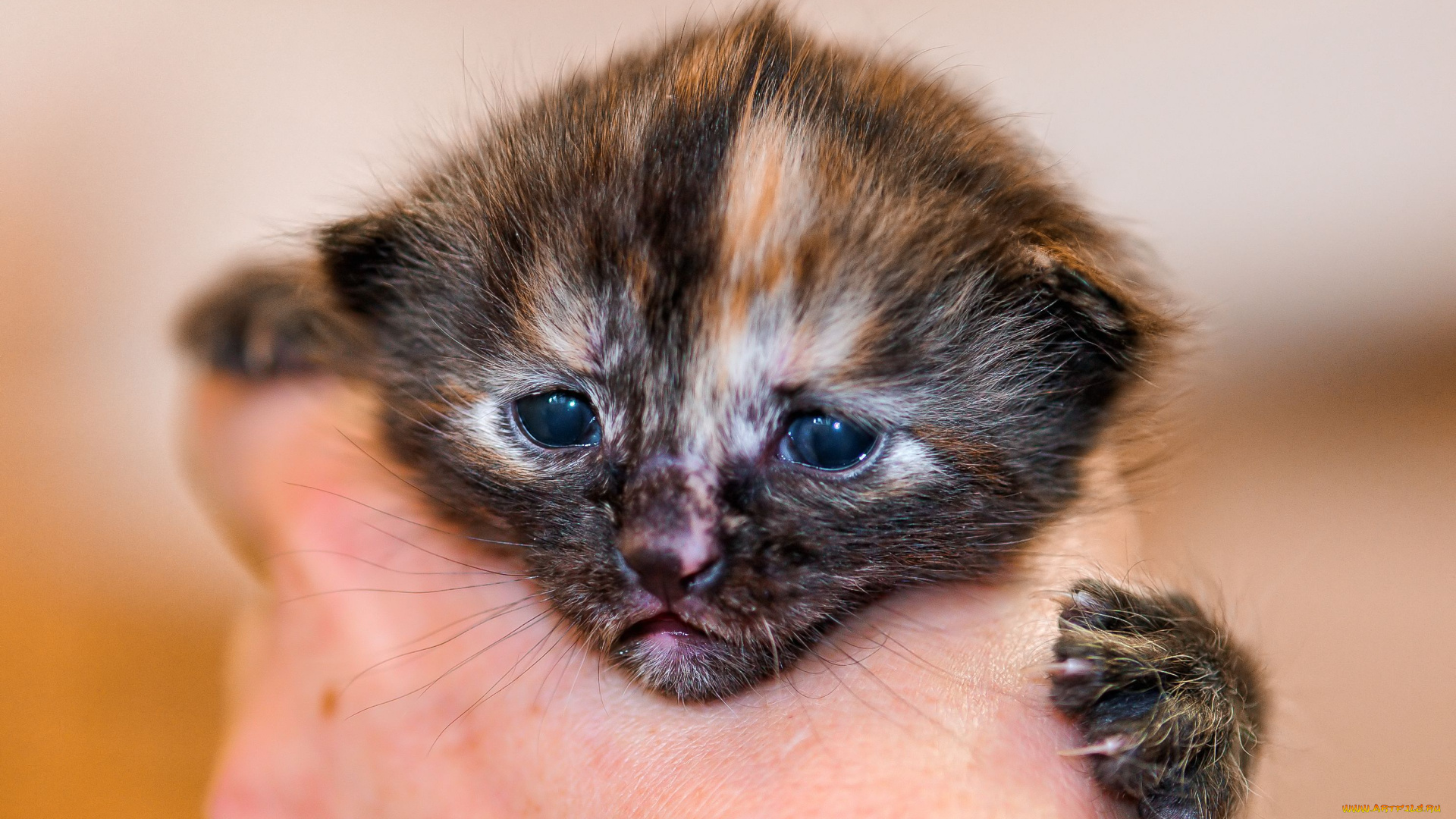 животные, коты, котёнок