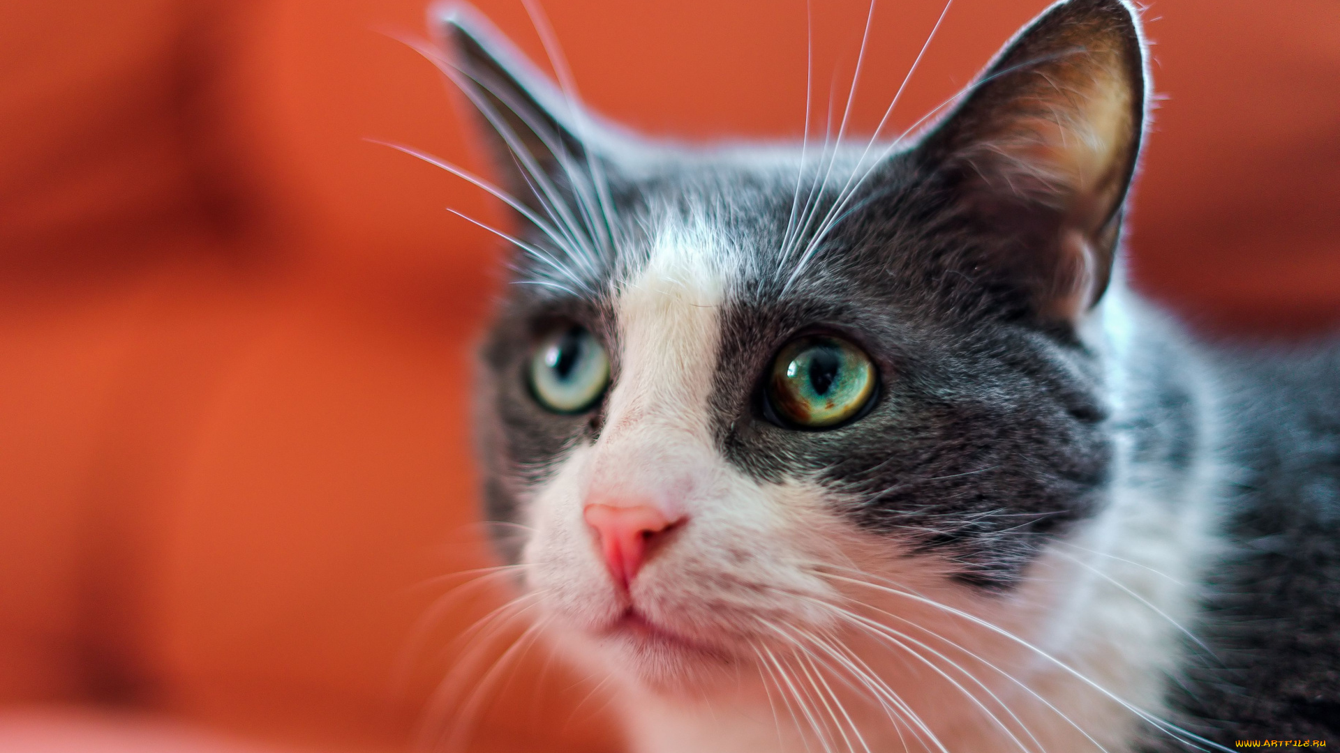 животные, коты, мордочка