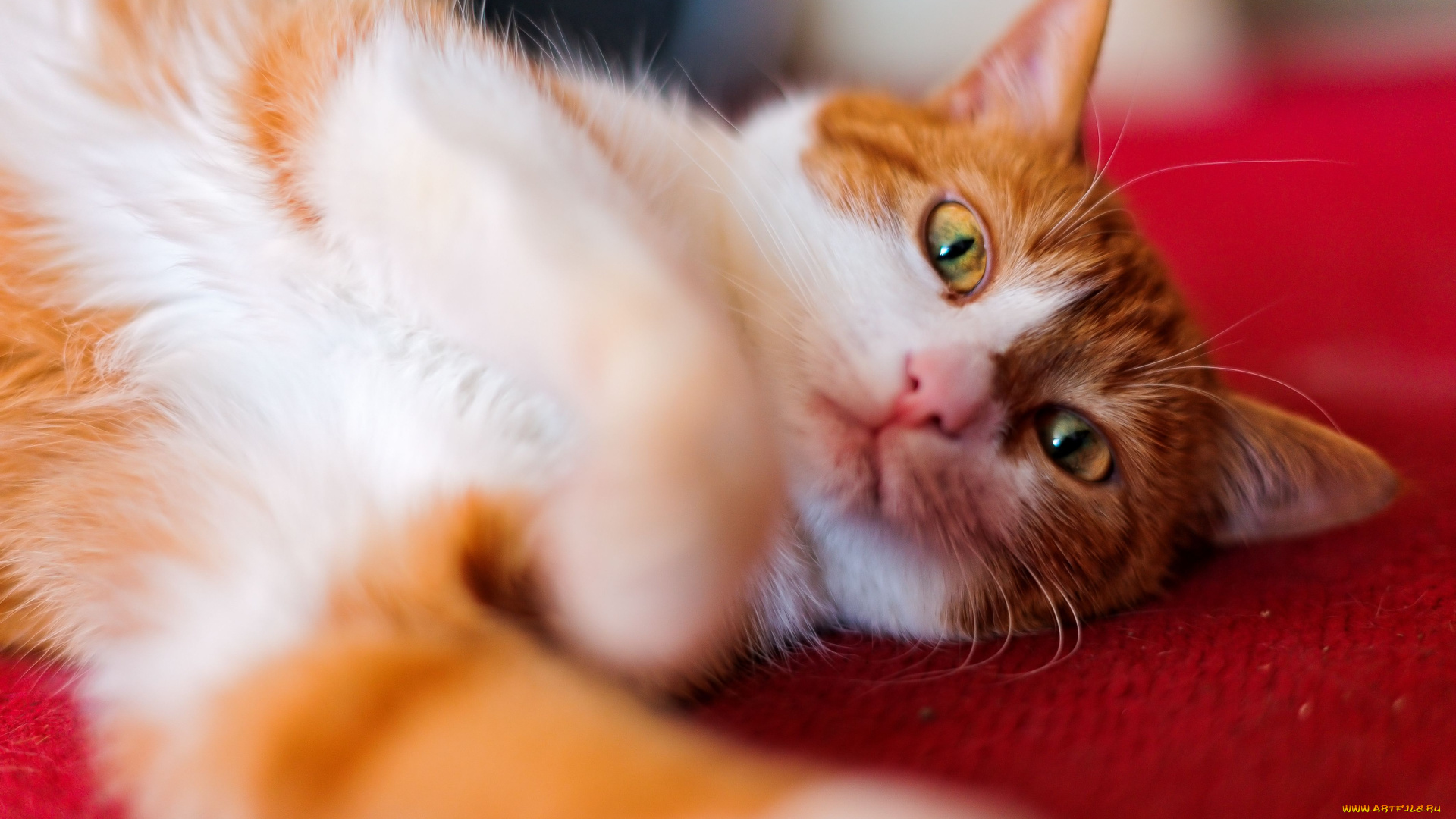 животные, коты, рыжий, кот, взгляд