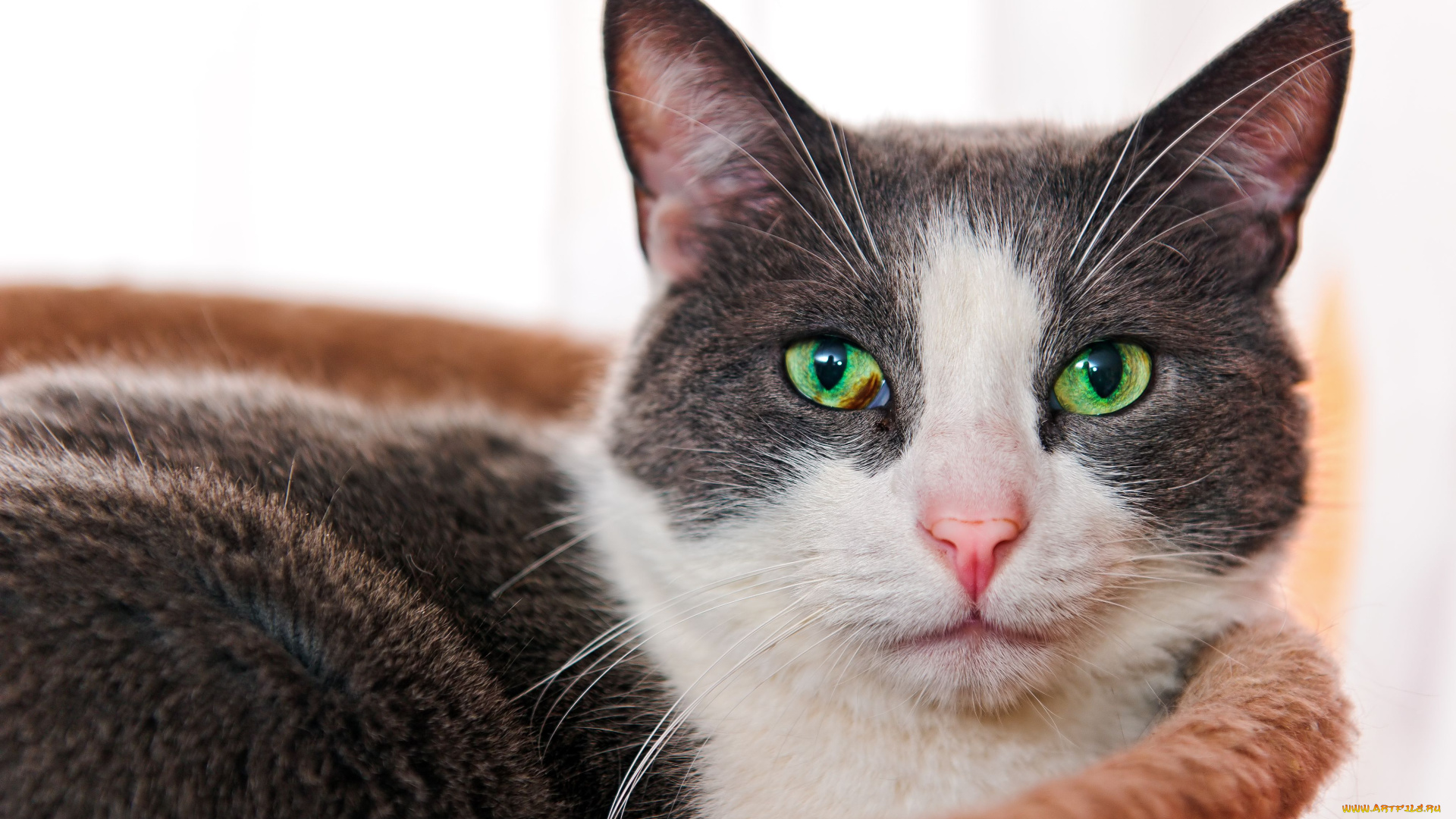 животные, коты, взгляд