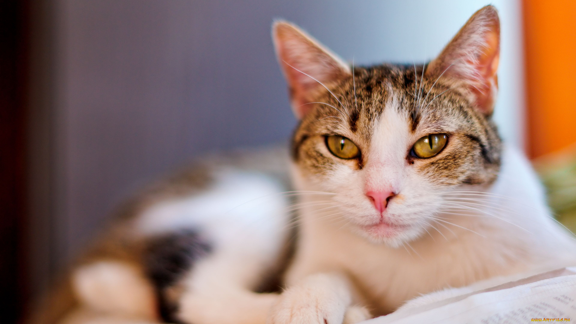 животные, коты, взгляд