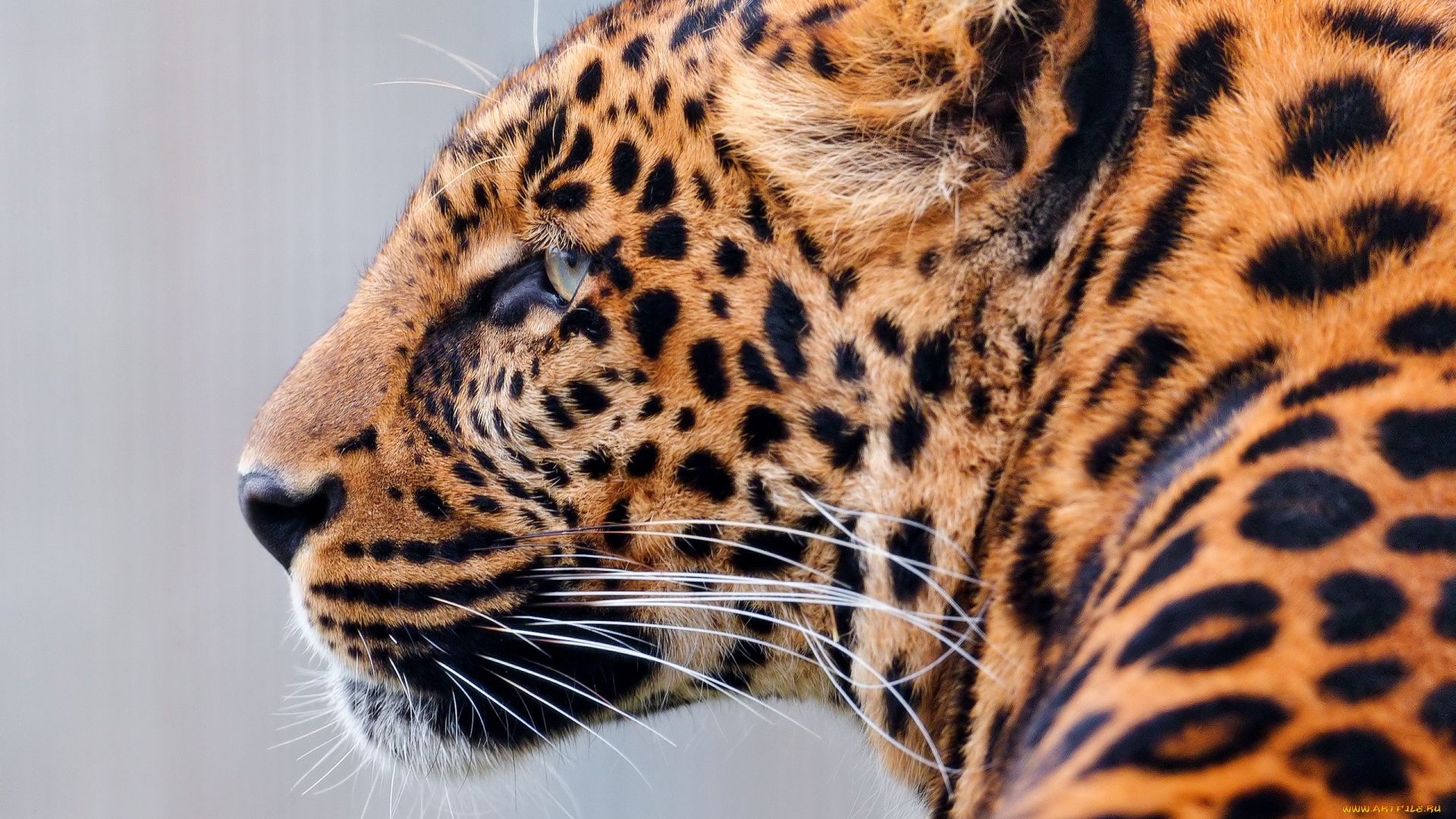 животные, леопарды, хищник, профиль, морда, кошка