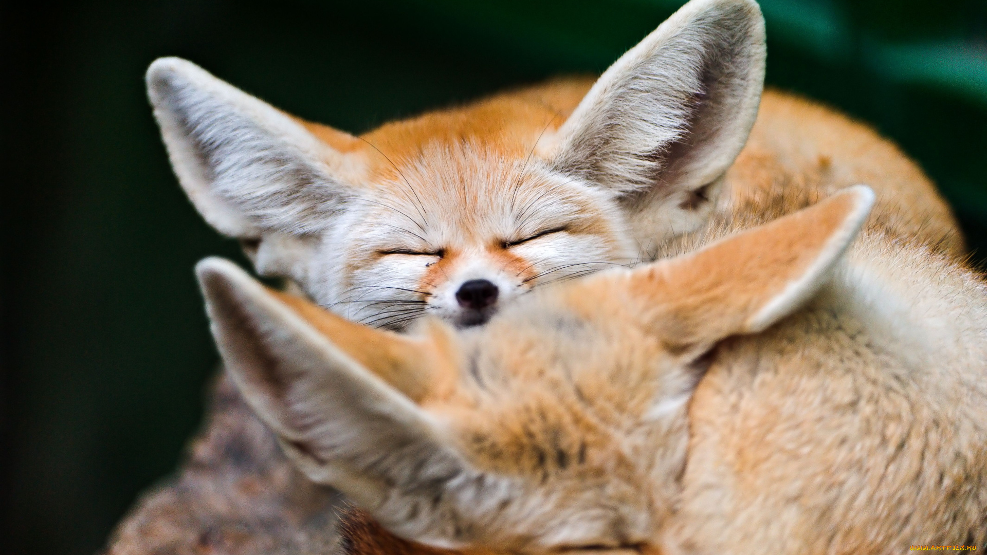 животные, лисы, фенек