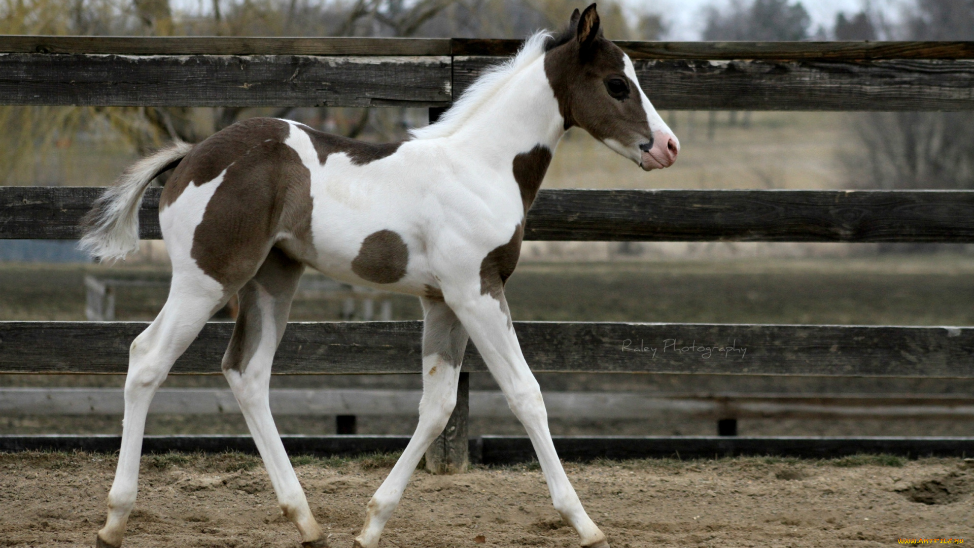 животные, лошади, жеребенок, пятнистый