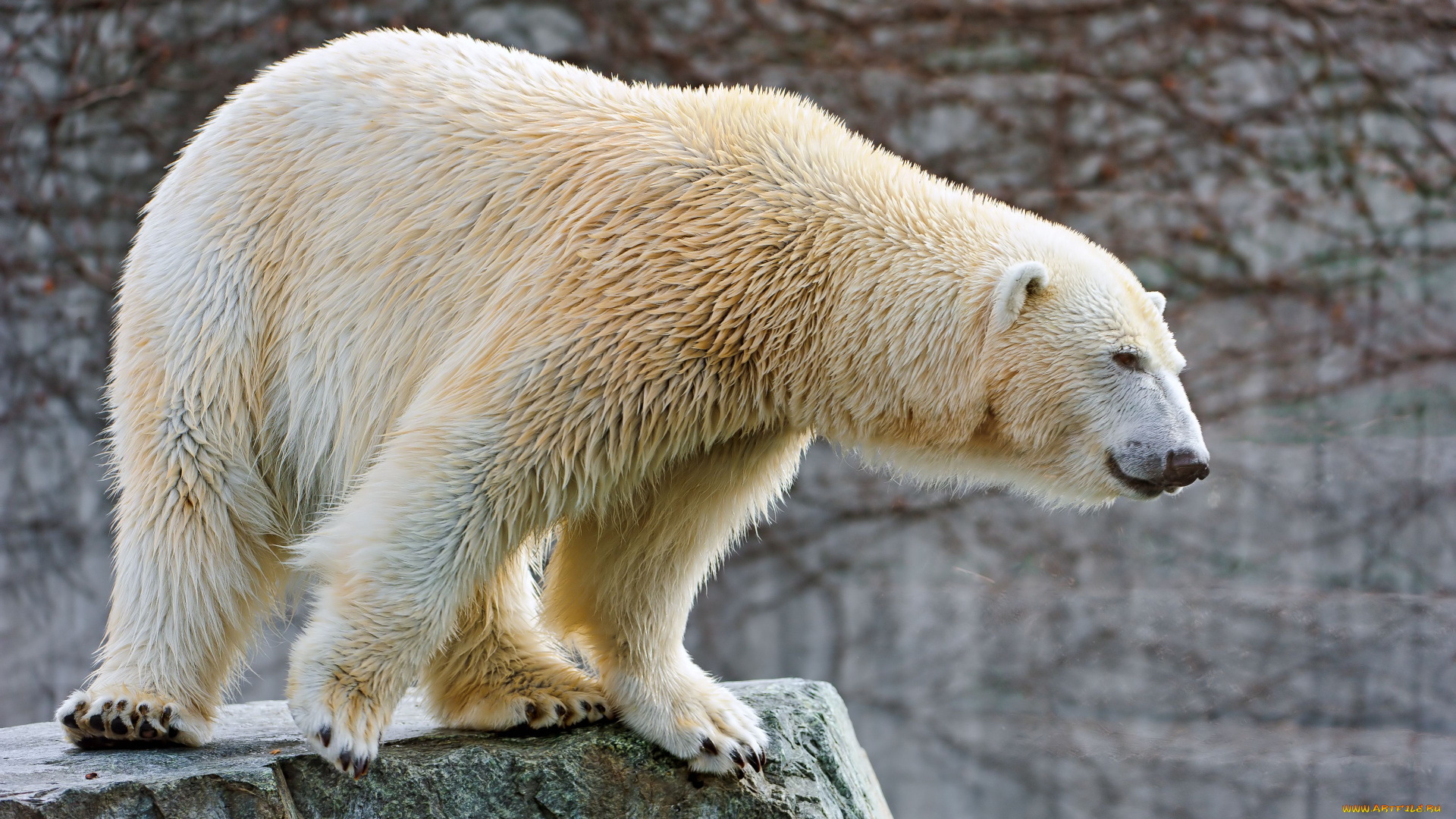 животные, медведи, белый, медведь