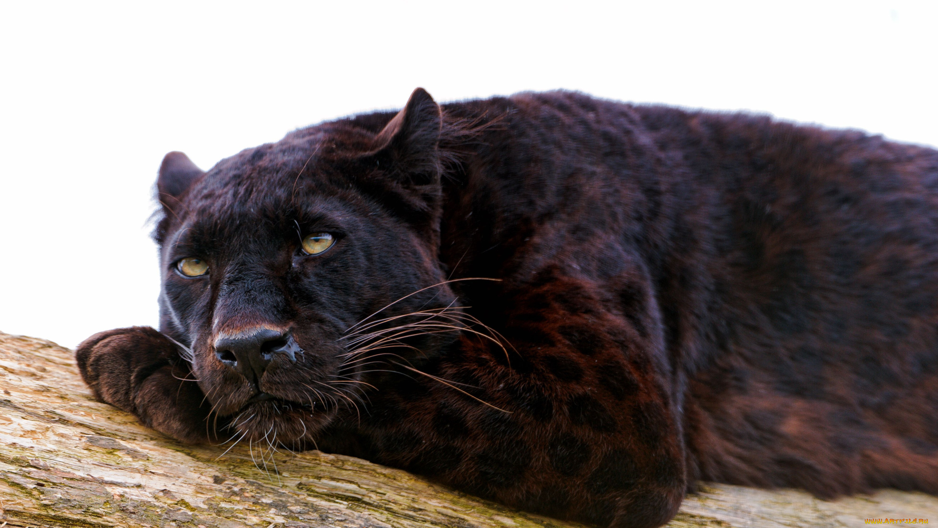 животные, пантеры, леопард