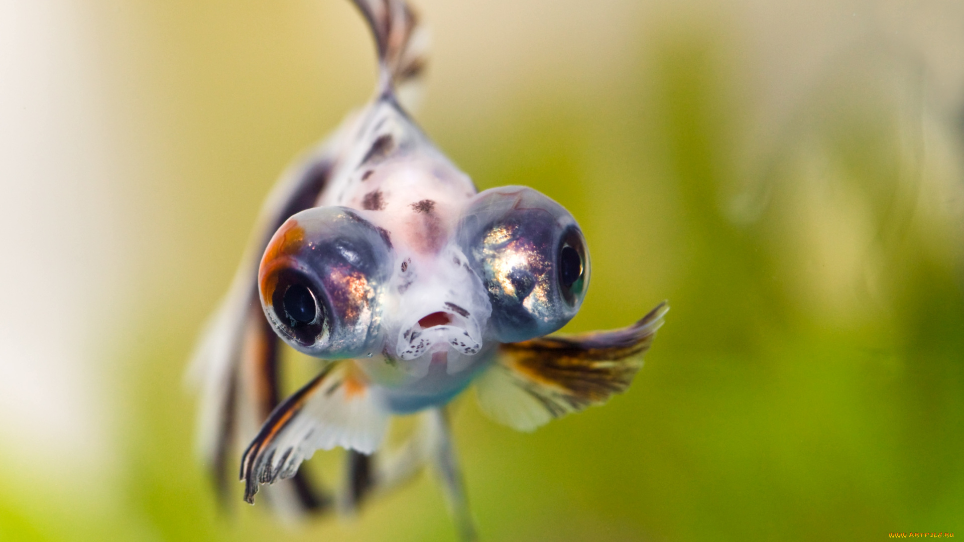 животные, рыбы, глаза