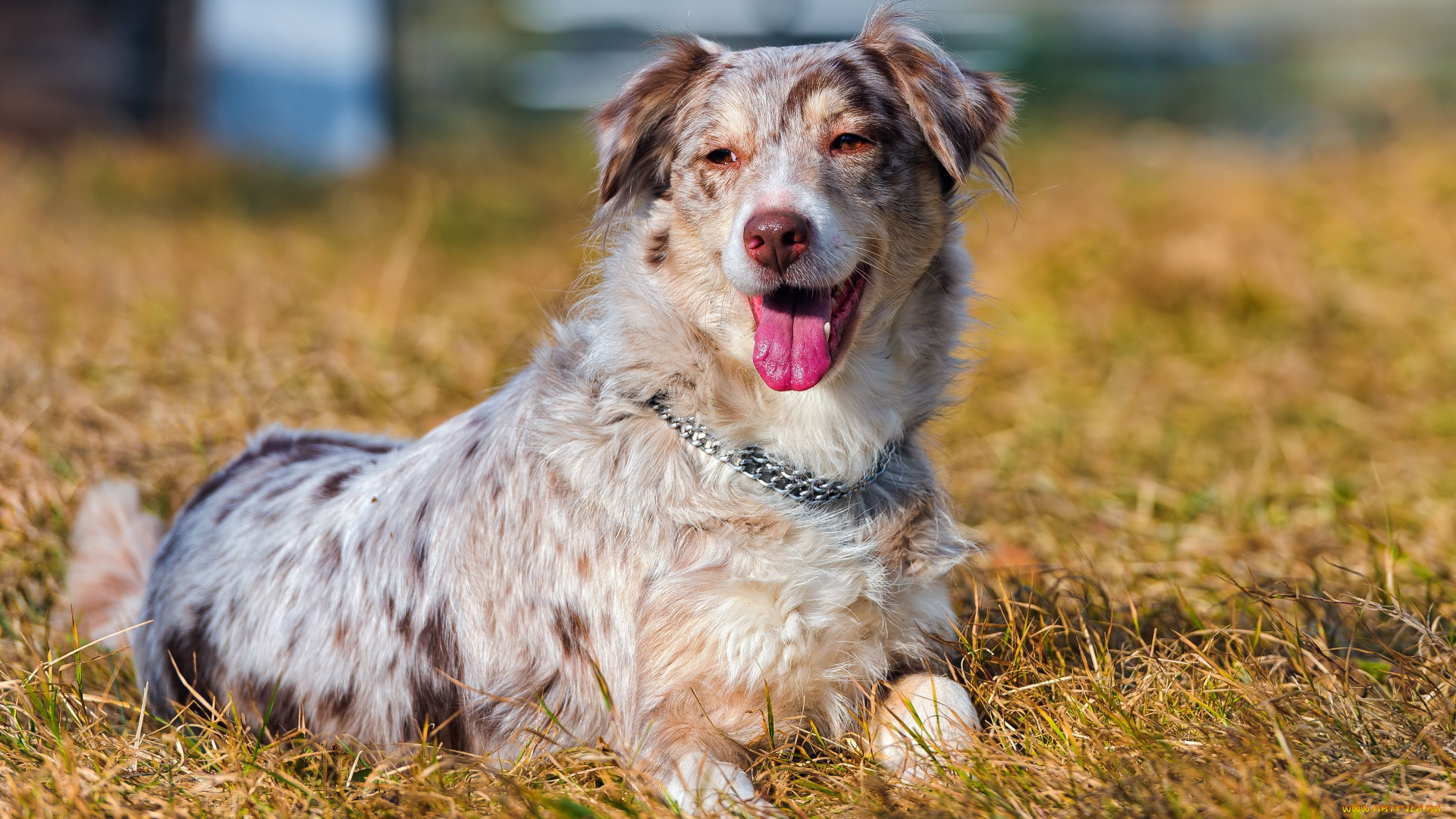 животные, собаки, австралийская, овчарка