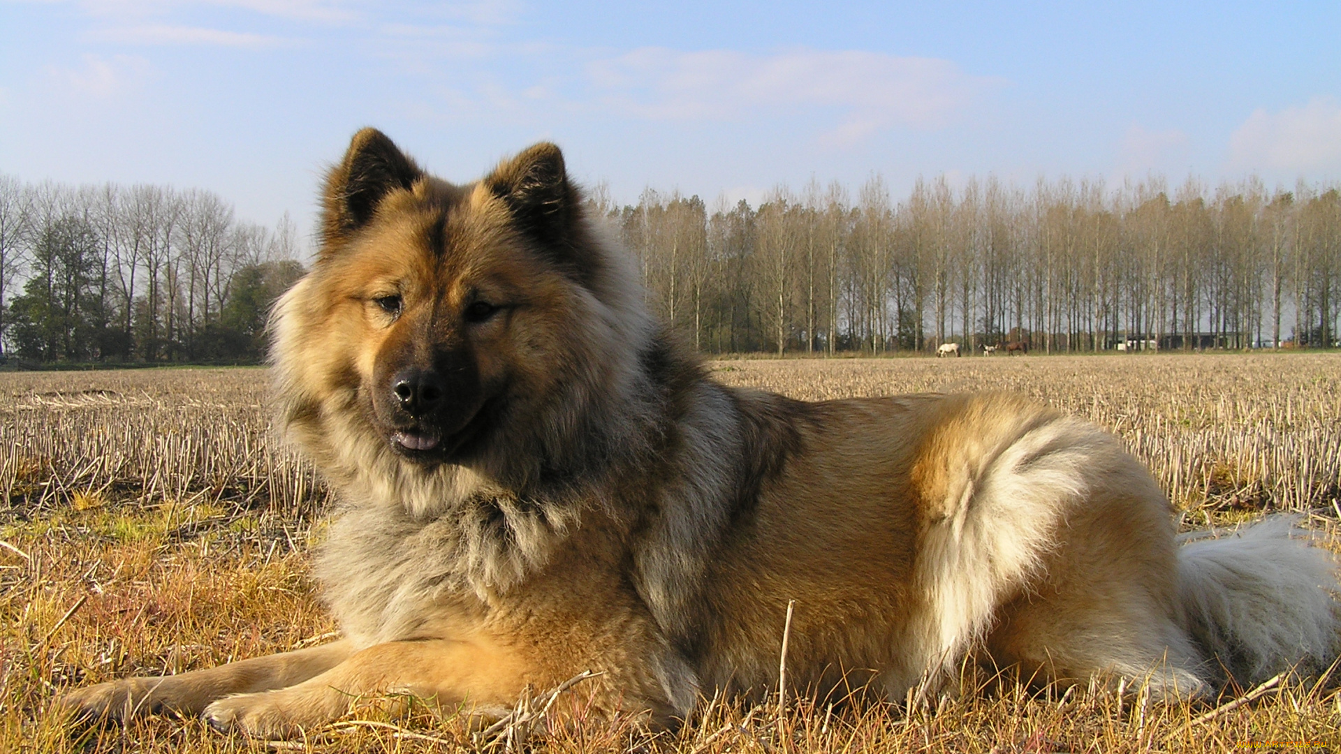 животные, собаки, dog