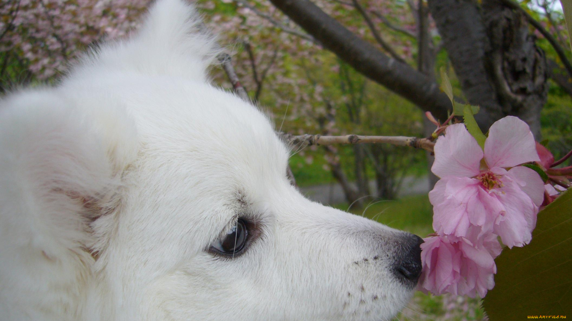 животные, собаки, шпиц