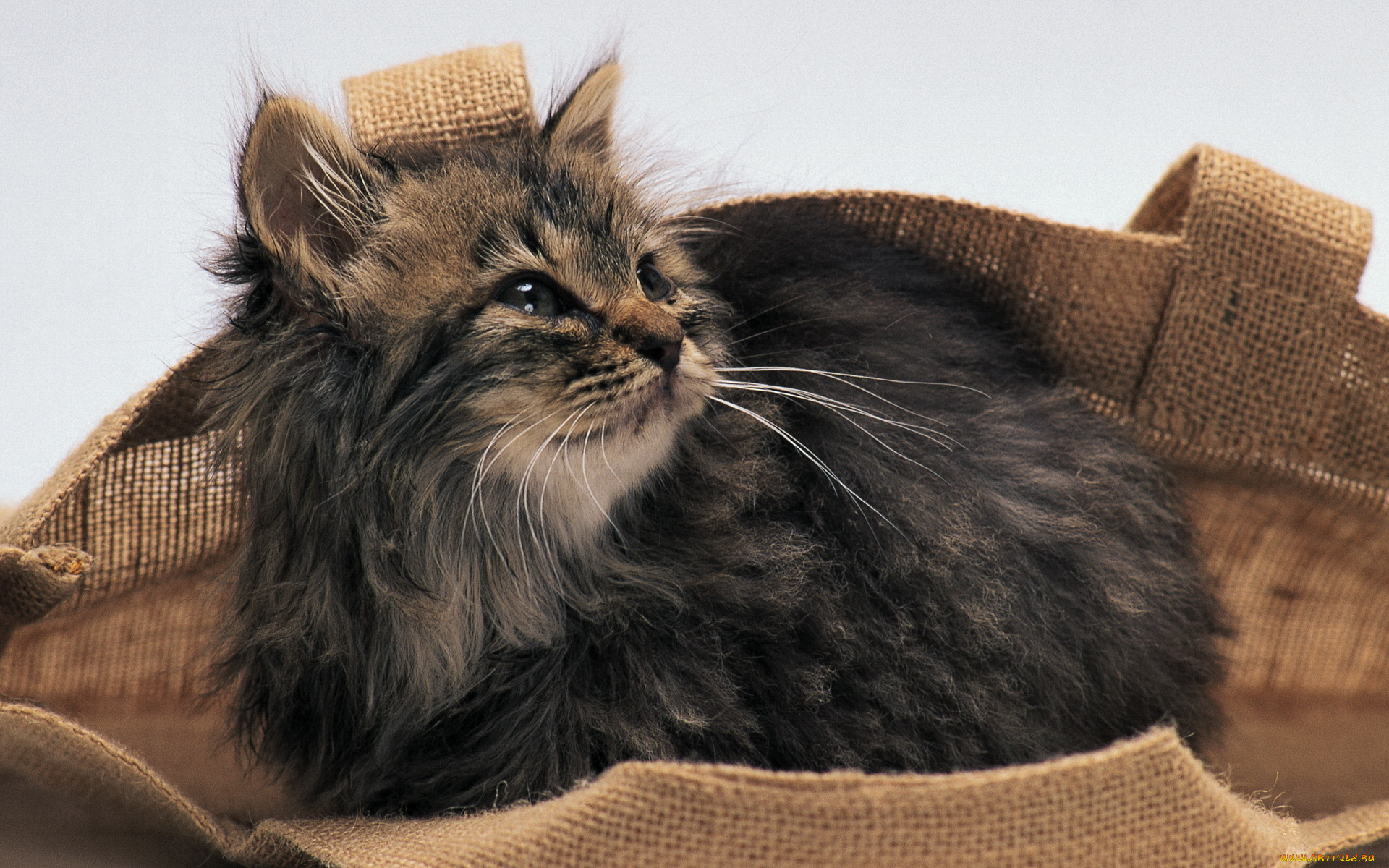 животные, коты, котенок