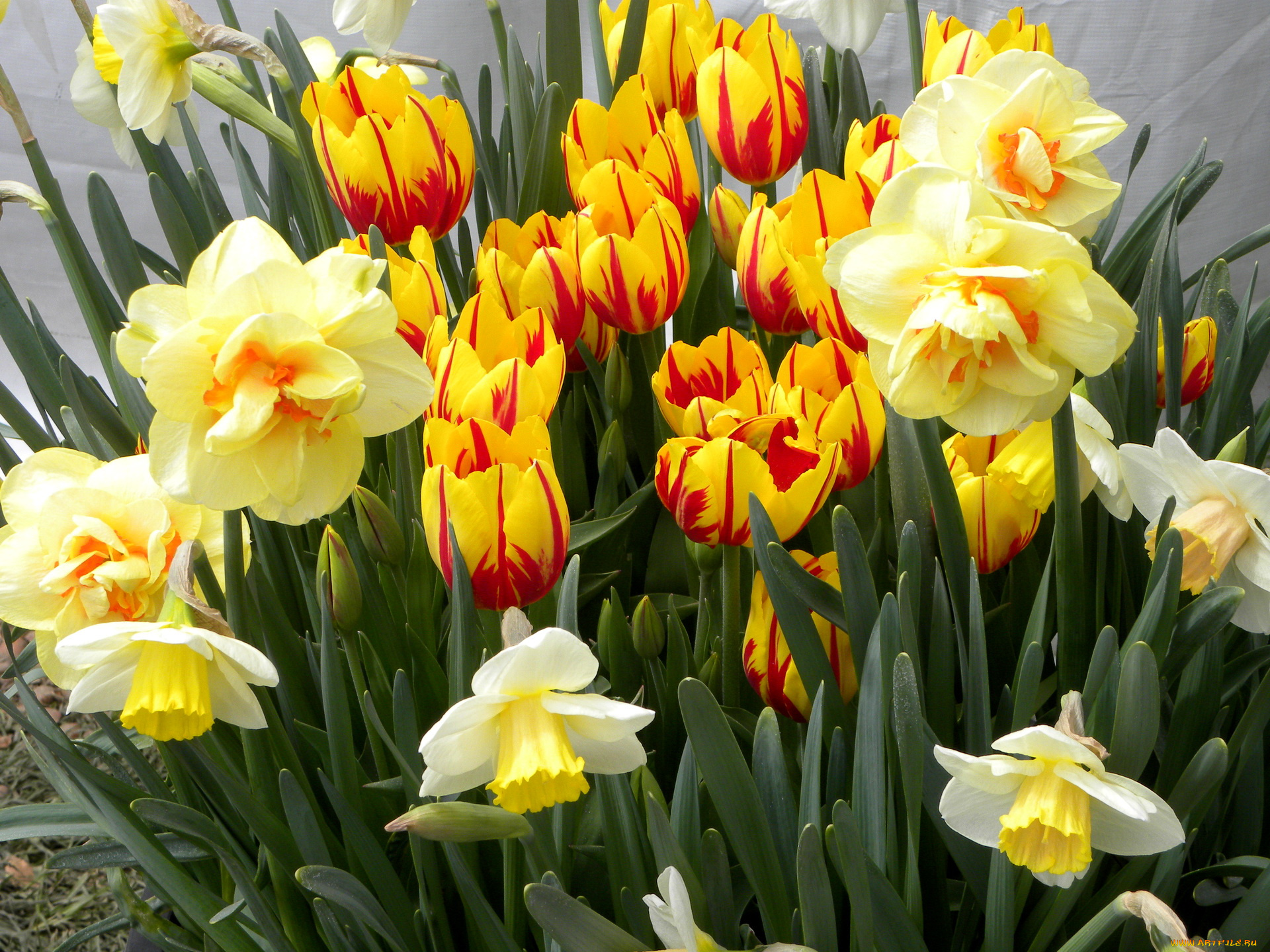 цветы, разные, вместе, желтые