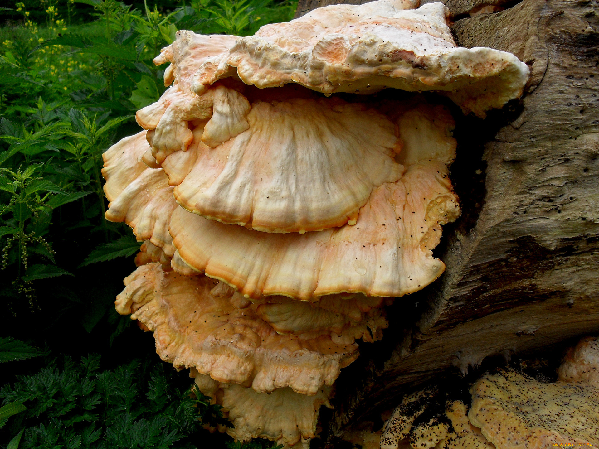 природа, грибы, трава, лес, бревно