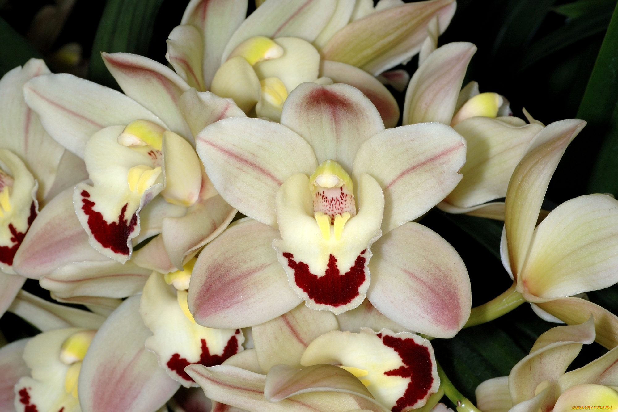 цветы, орхидеи, экзотика, лепестки