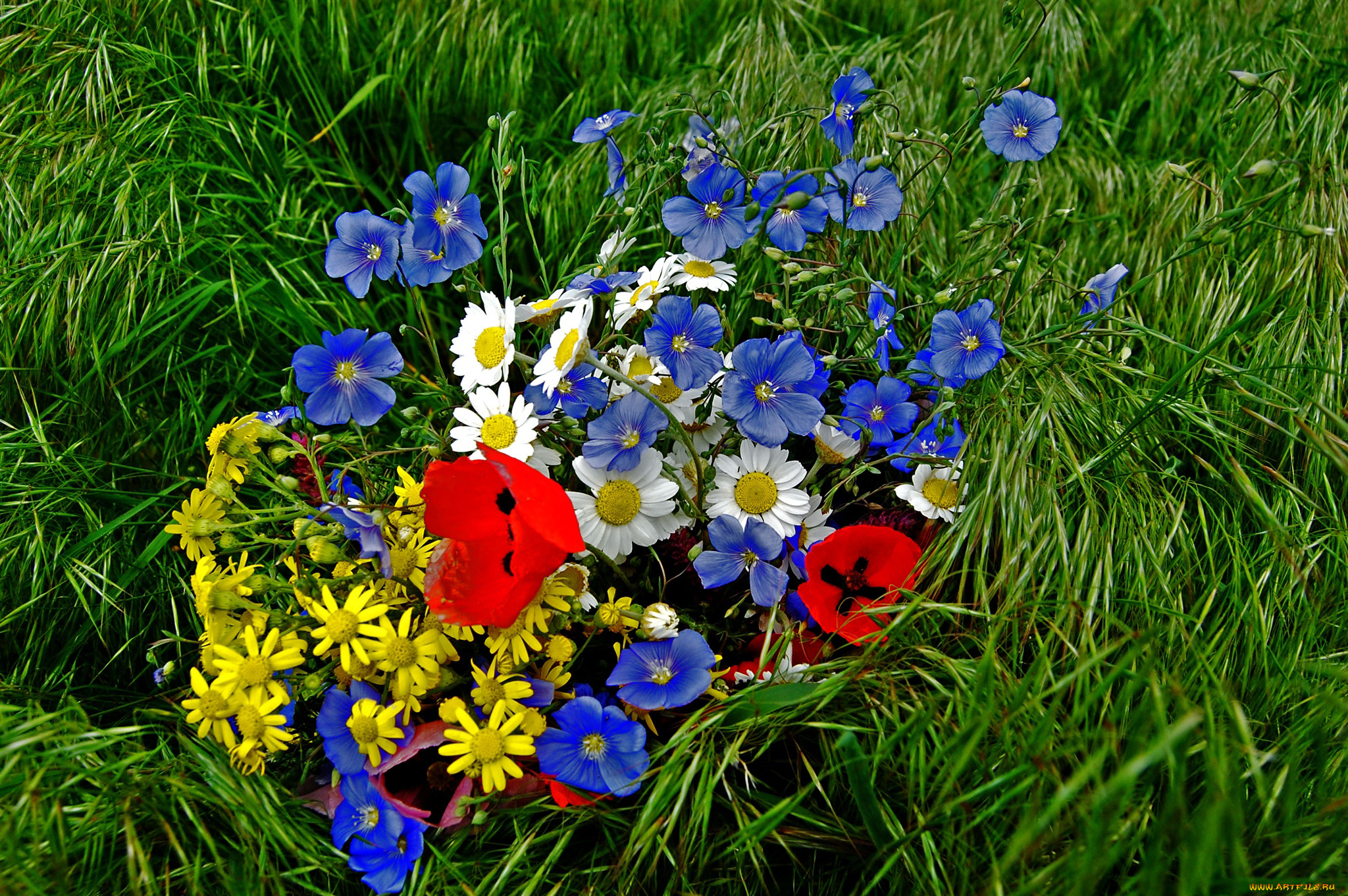цветы, разные, вместе, маки, ромашки, летний, букет, трава