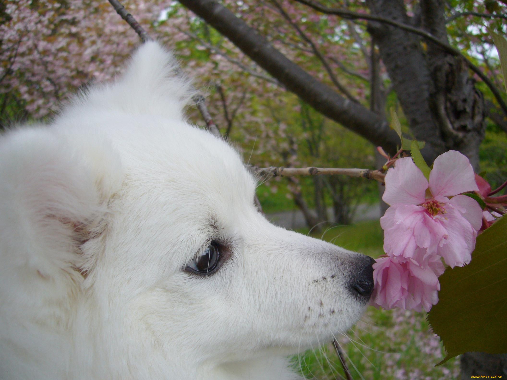 животные, собаки, шпиц