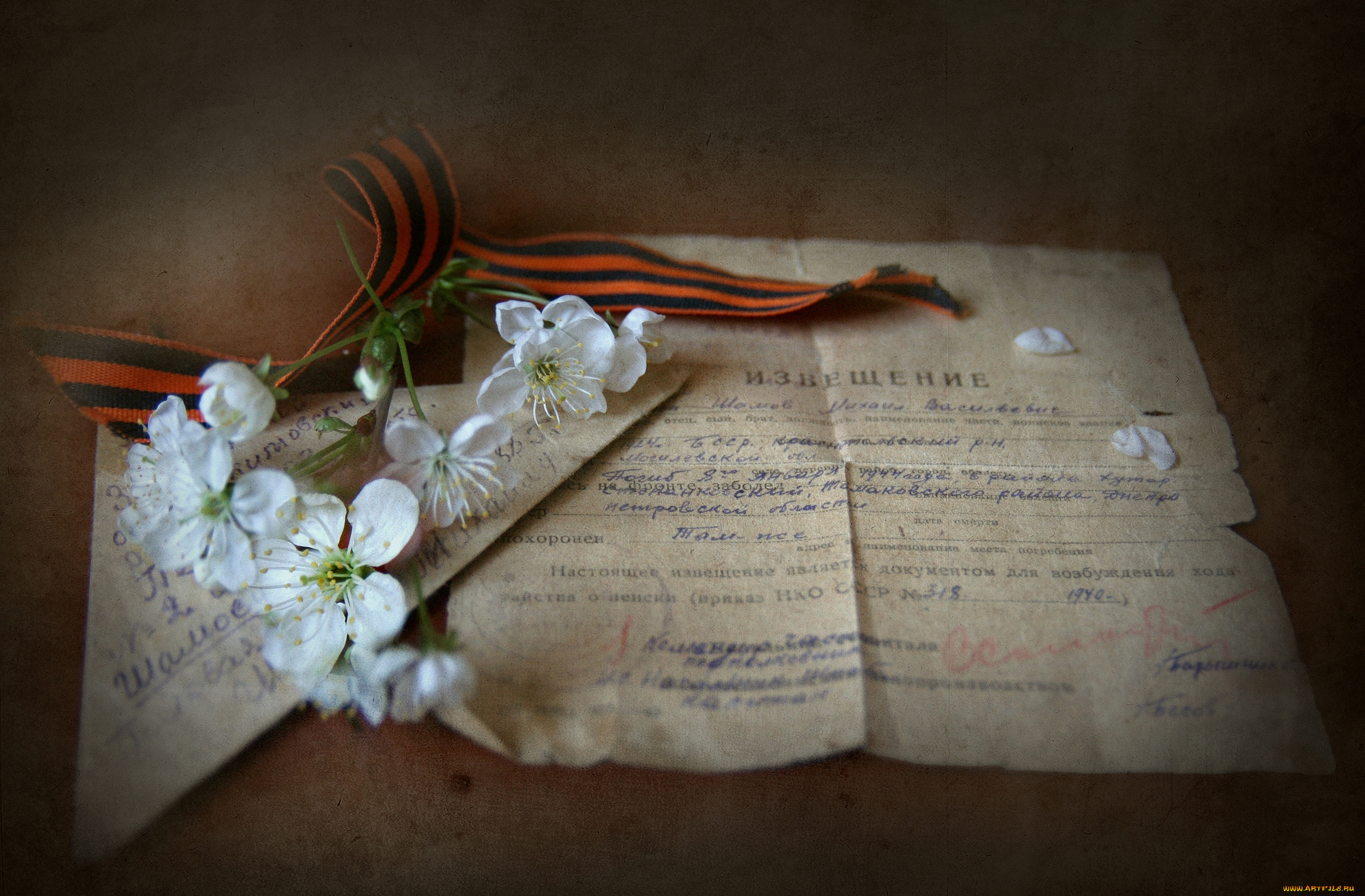 lady, viola, Чтобы, помнили, праздничные, день, победы, георгиевская, лента, скорбь, память, извещение, похоронка