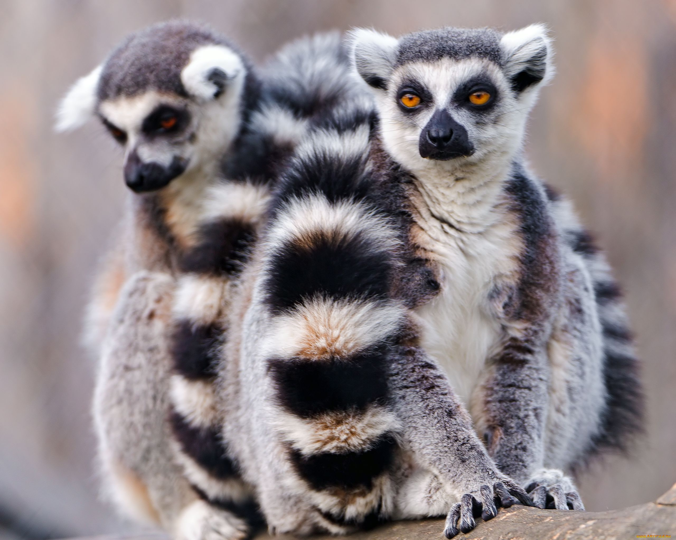 животные, лемуры, катта, кошачий, лемур