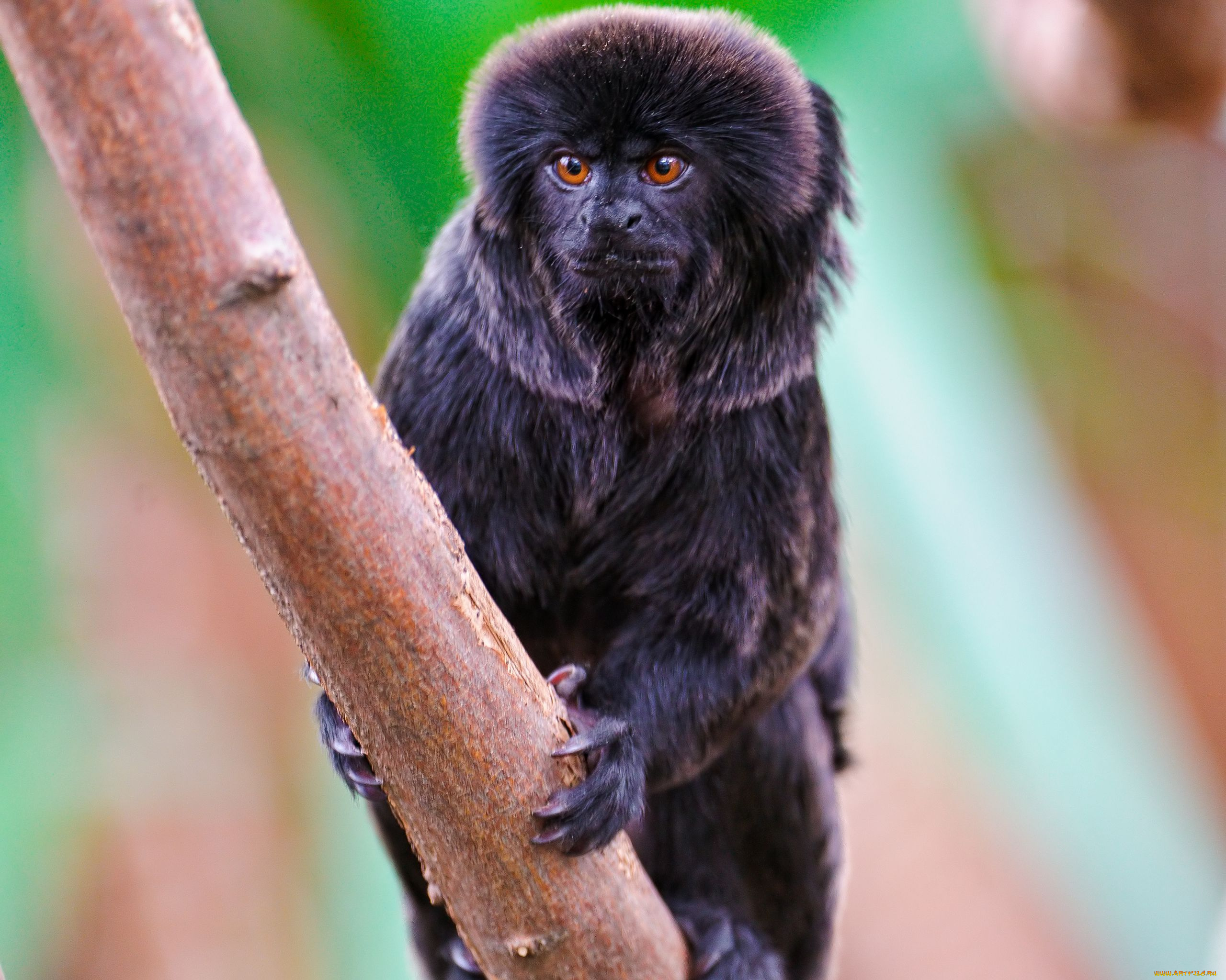 животные, обезьяны, ветка