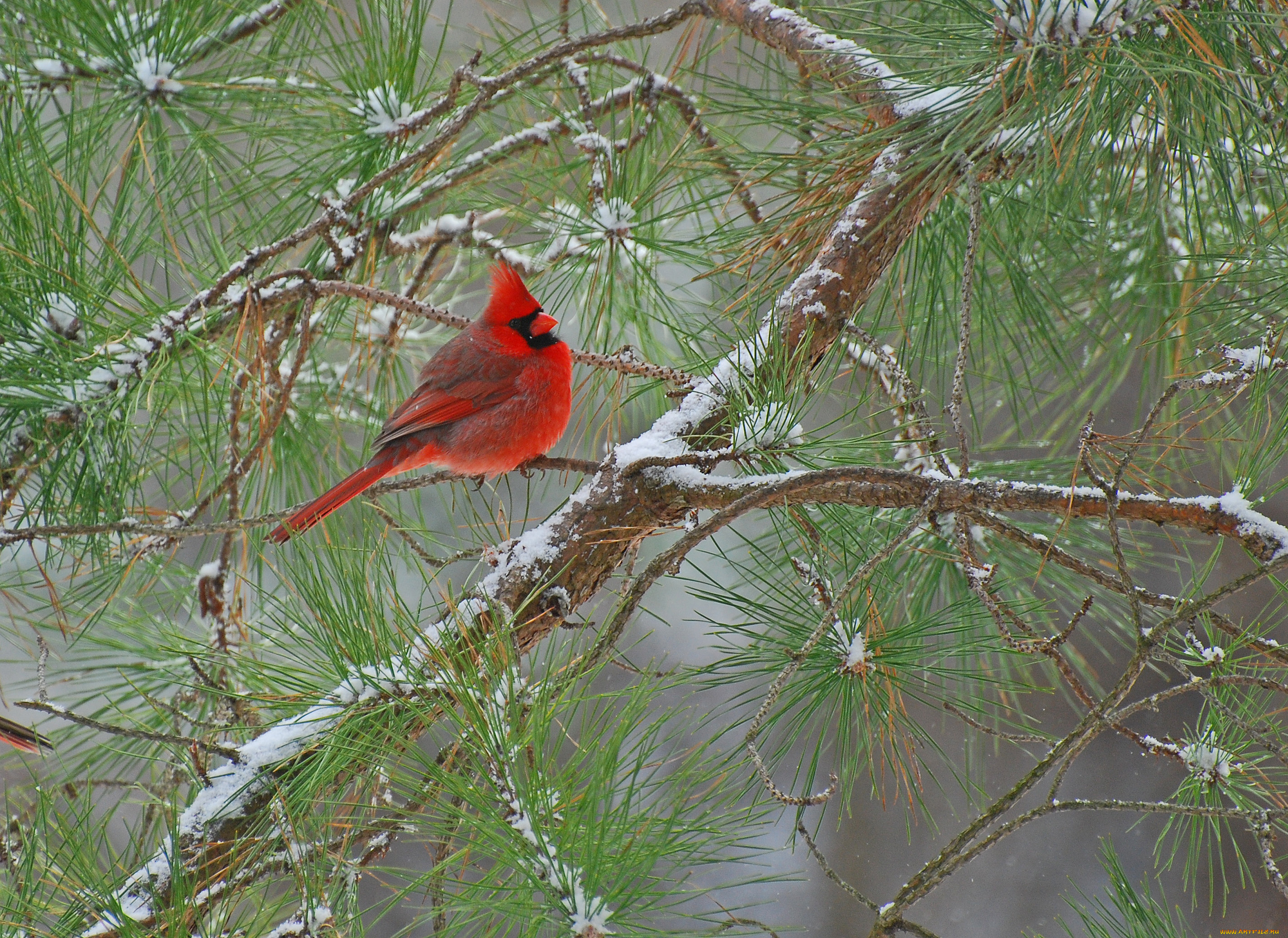 животные, кардиналы, сосна, ветки