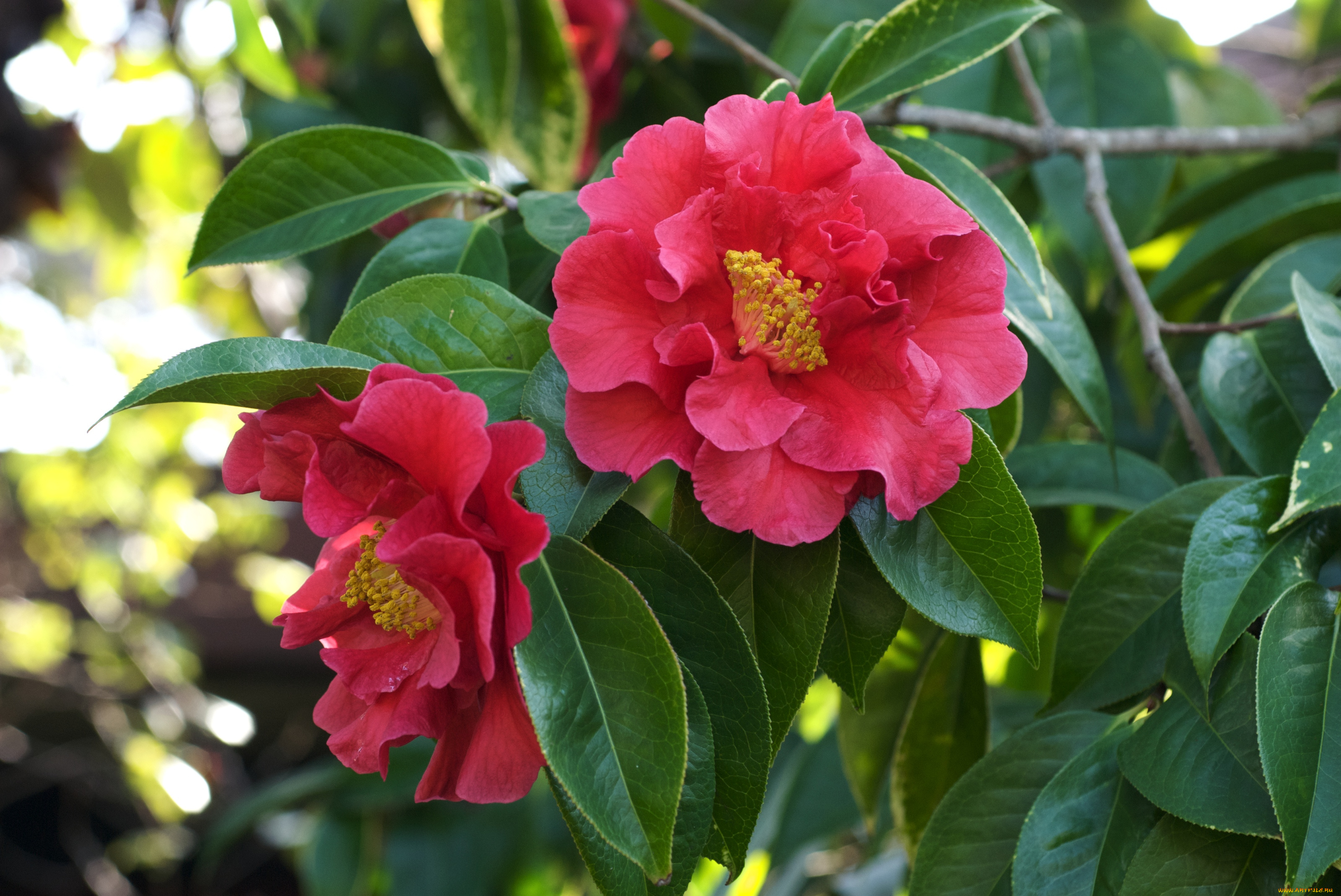 цветы, камелии, ветки, розовый