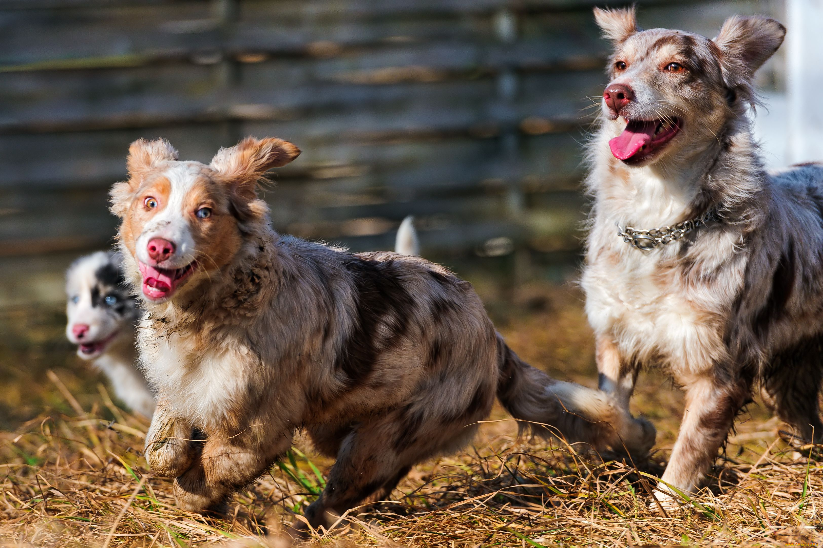 животные, собаки, австралийская, овчарка