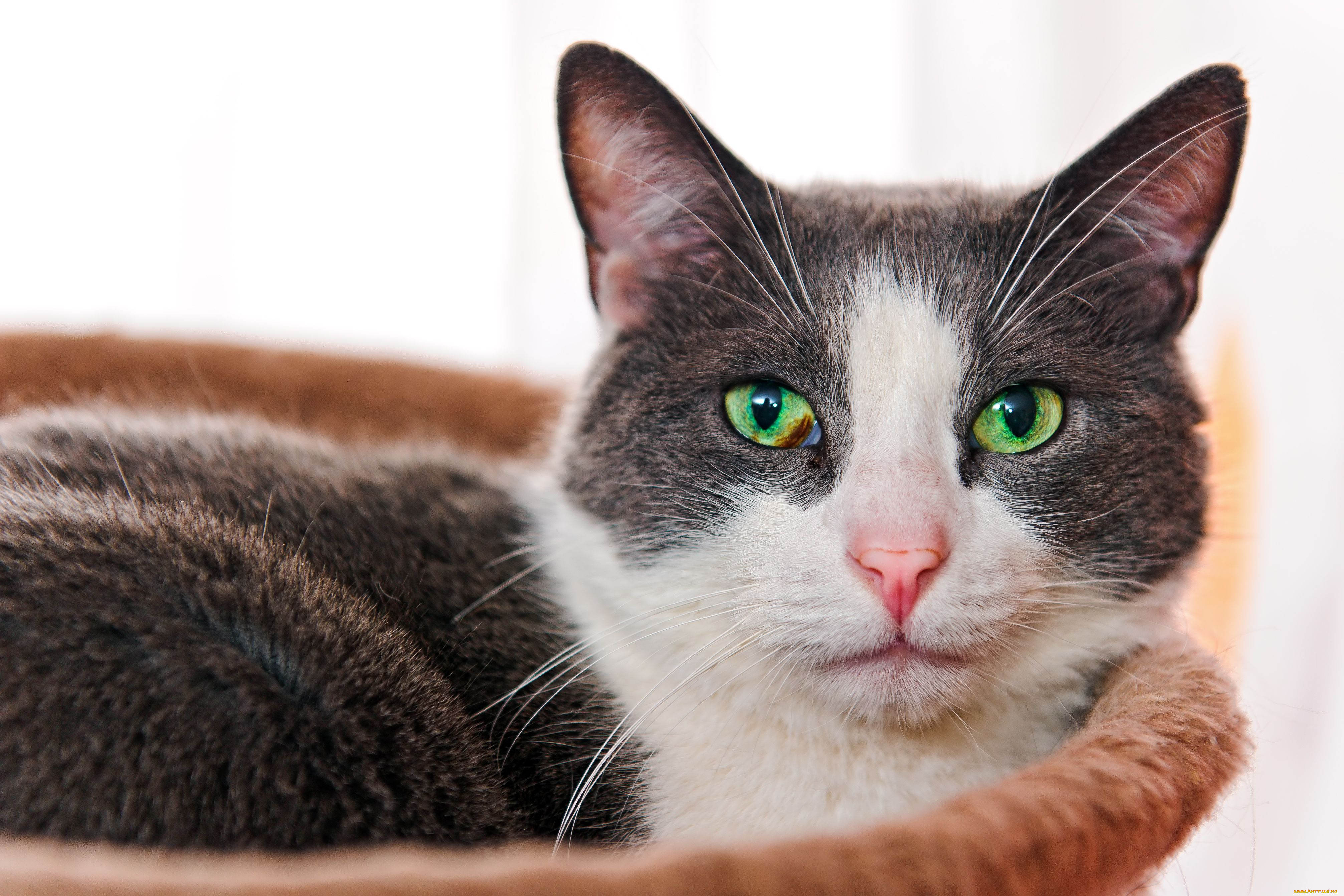 животные, коты, взгляд