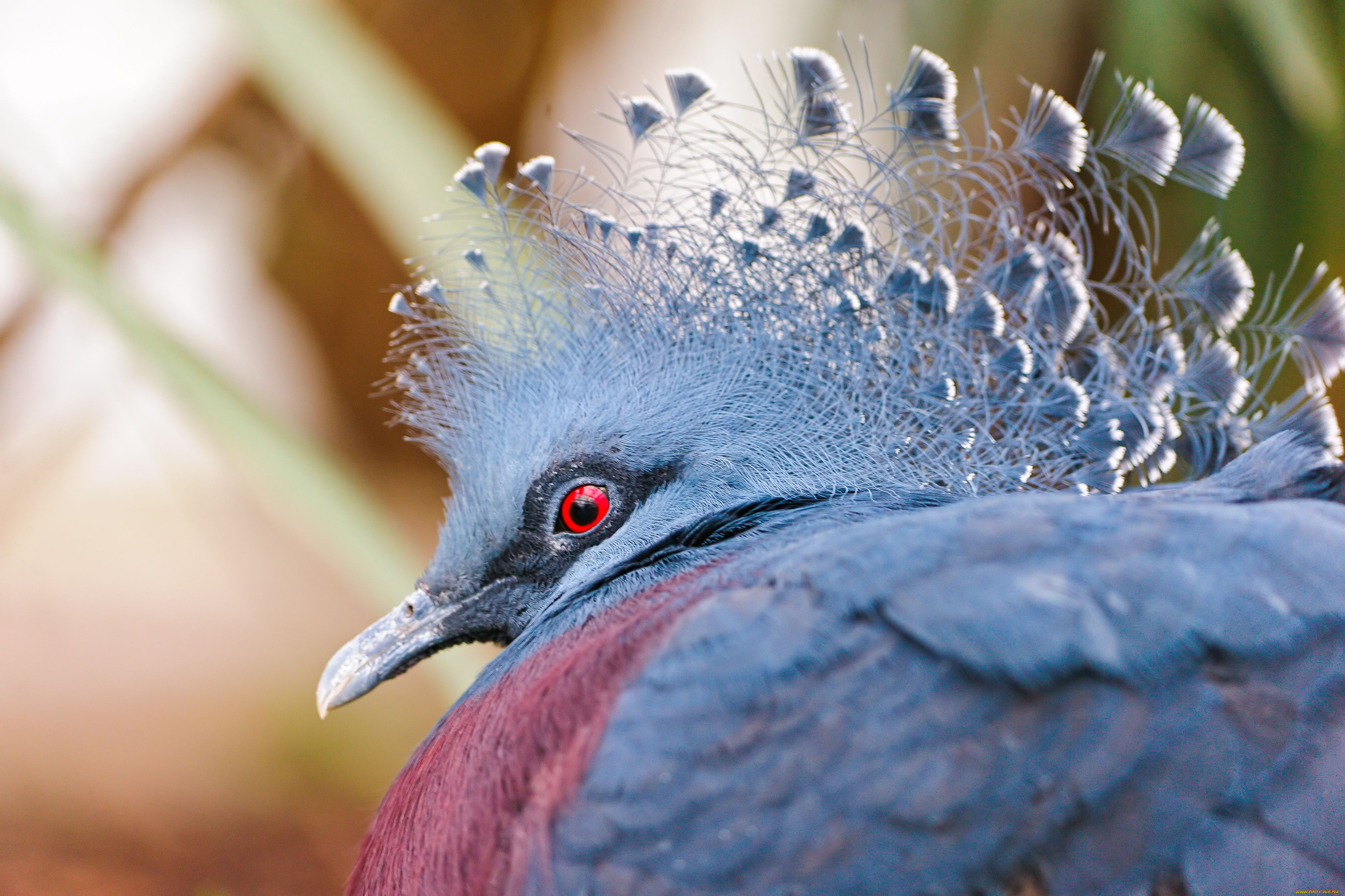 victoria, crowned, pigeon, животные, голуби, венценосный, голубь