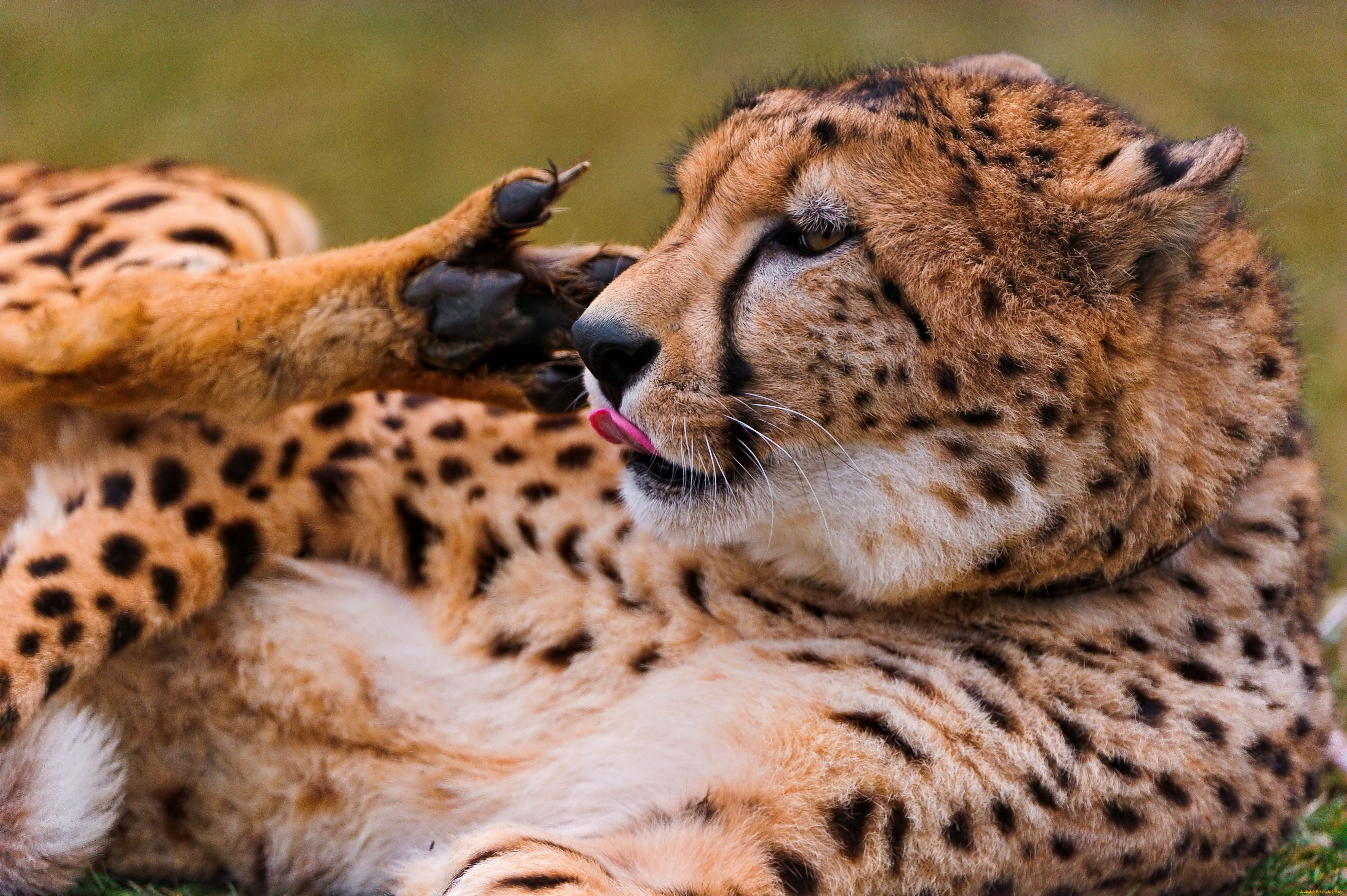 животные, гепарды, хищник, cheetah