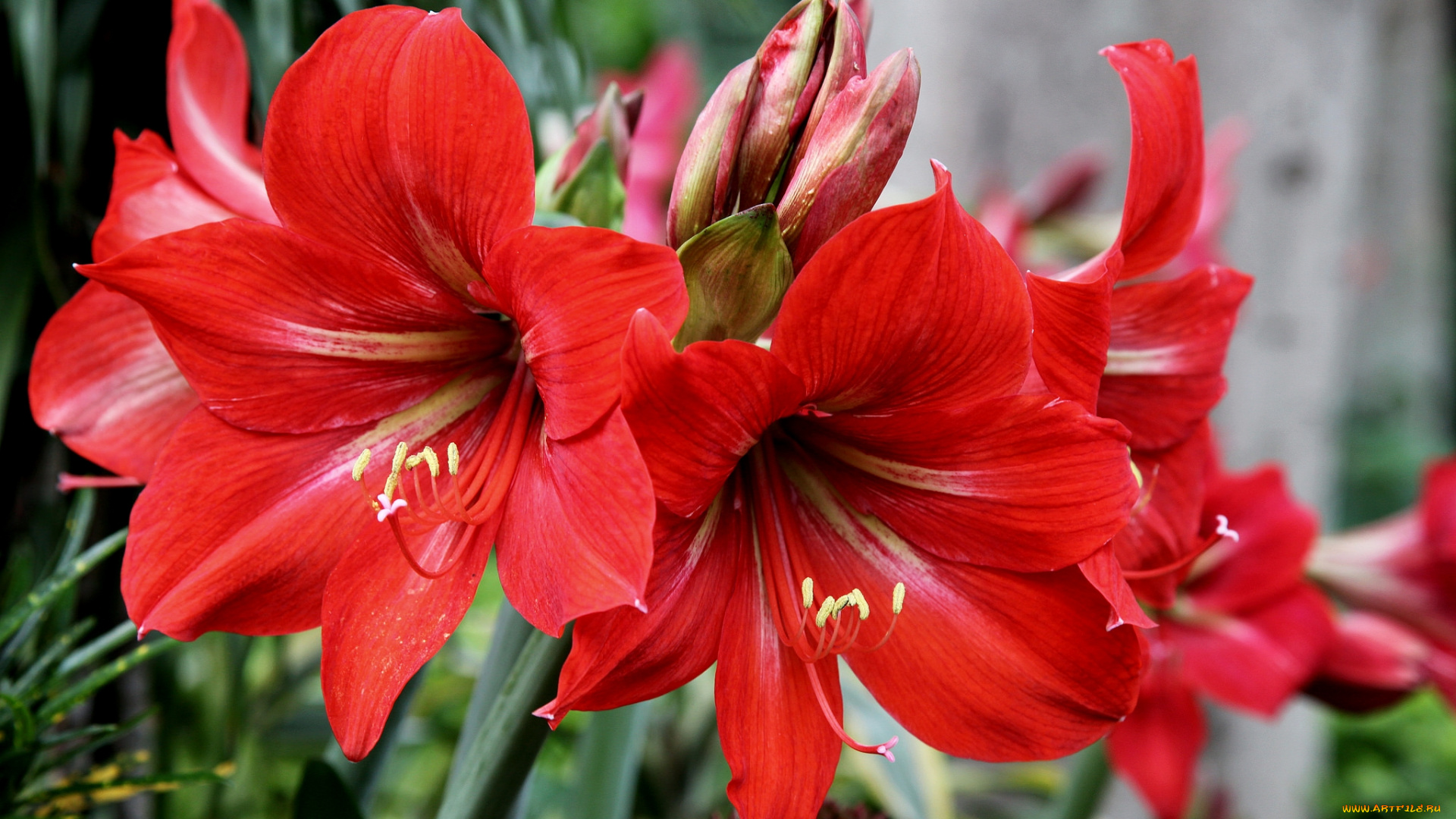 цветы, амариллисы, , гиппеаструмы, красный