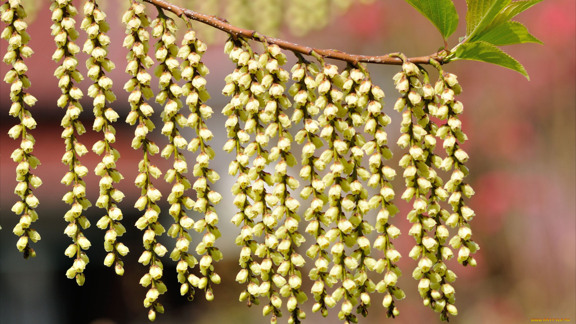 цветы, цветущие, деревья, , , кустарники, весна