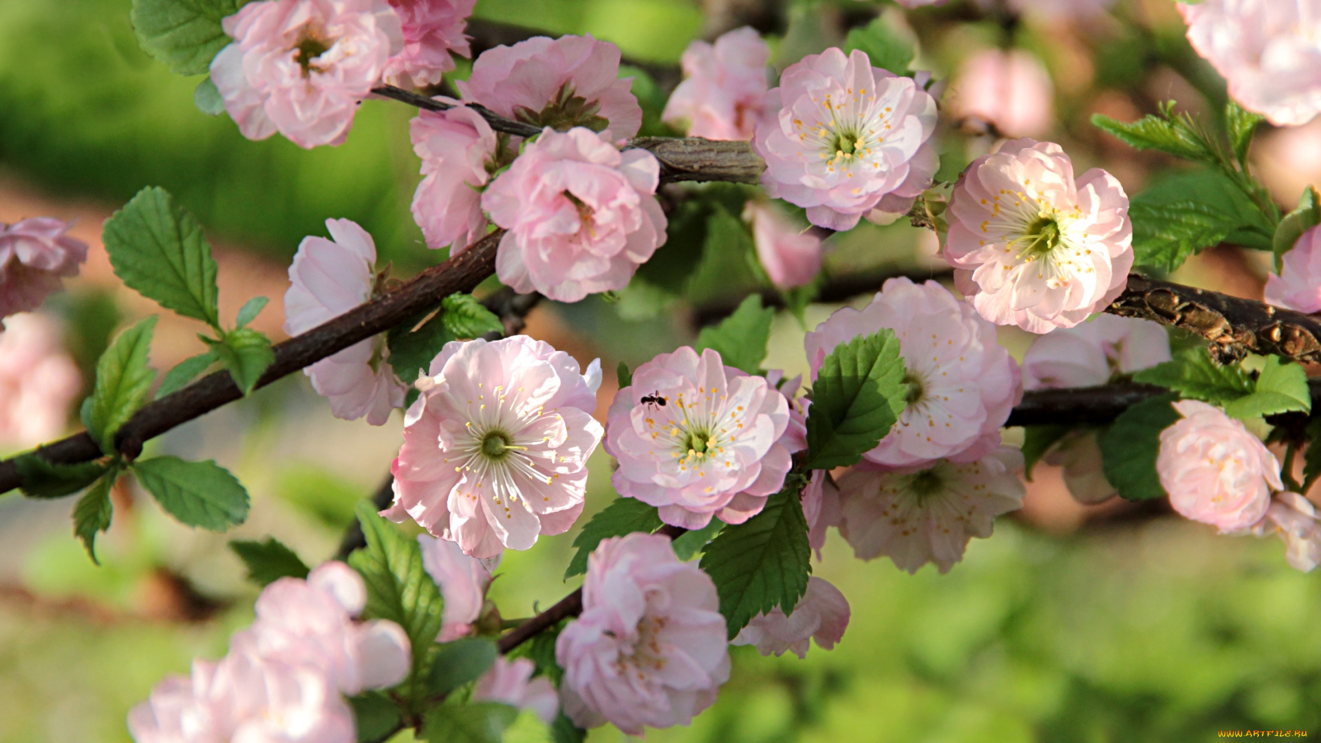 цветы, цветущие, деревья, , , кустарники, весна