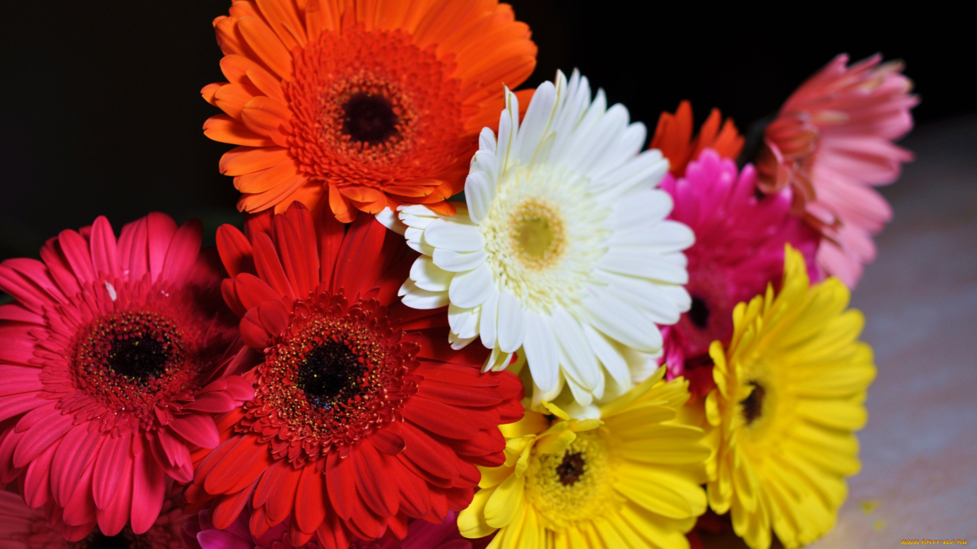цветы, герберы, букет