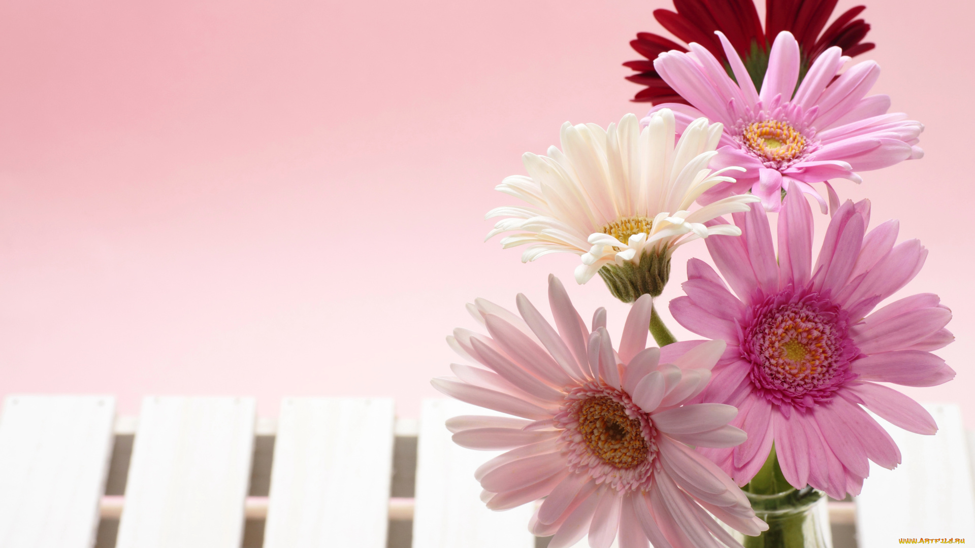 цветы, герберы, розовые, четыре