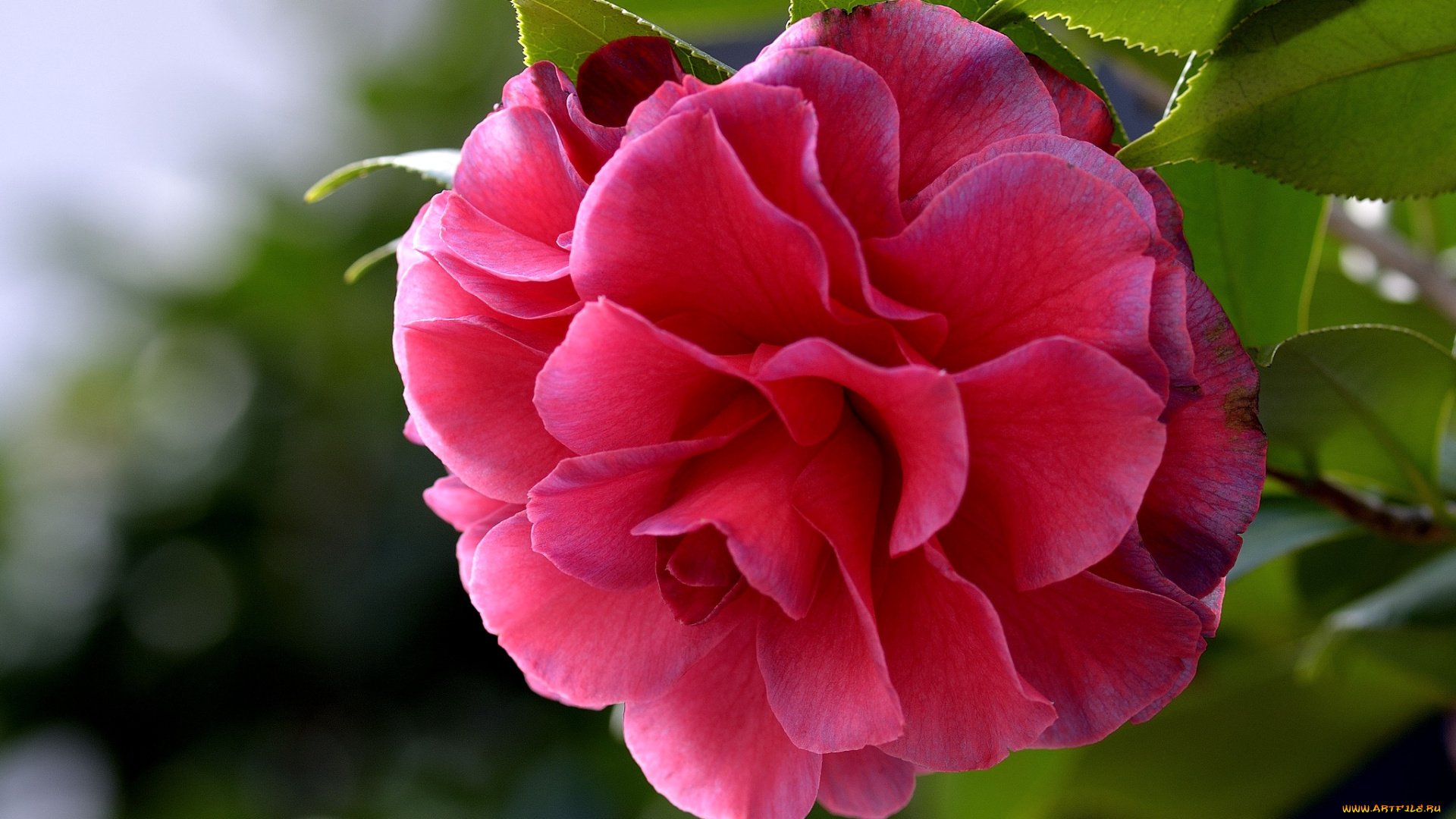 цветы, камелии, макро