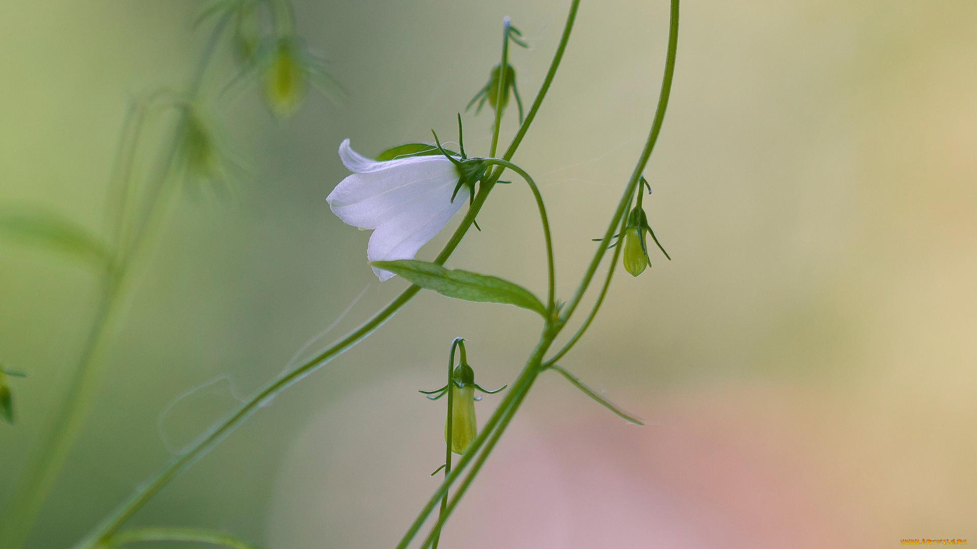 цветы, колокольчики, цветок, полевой, колокольчик