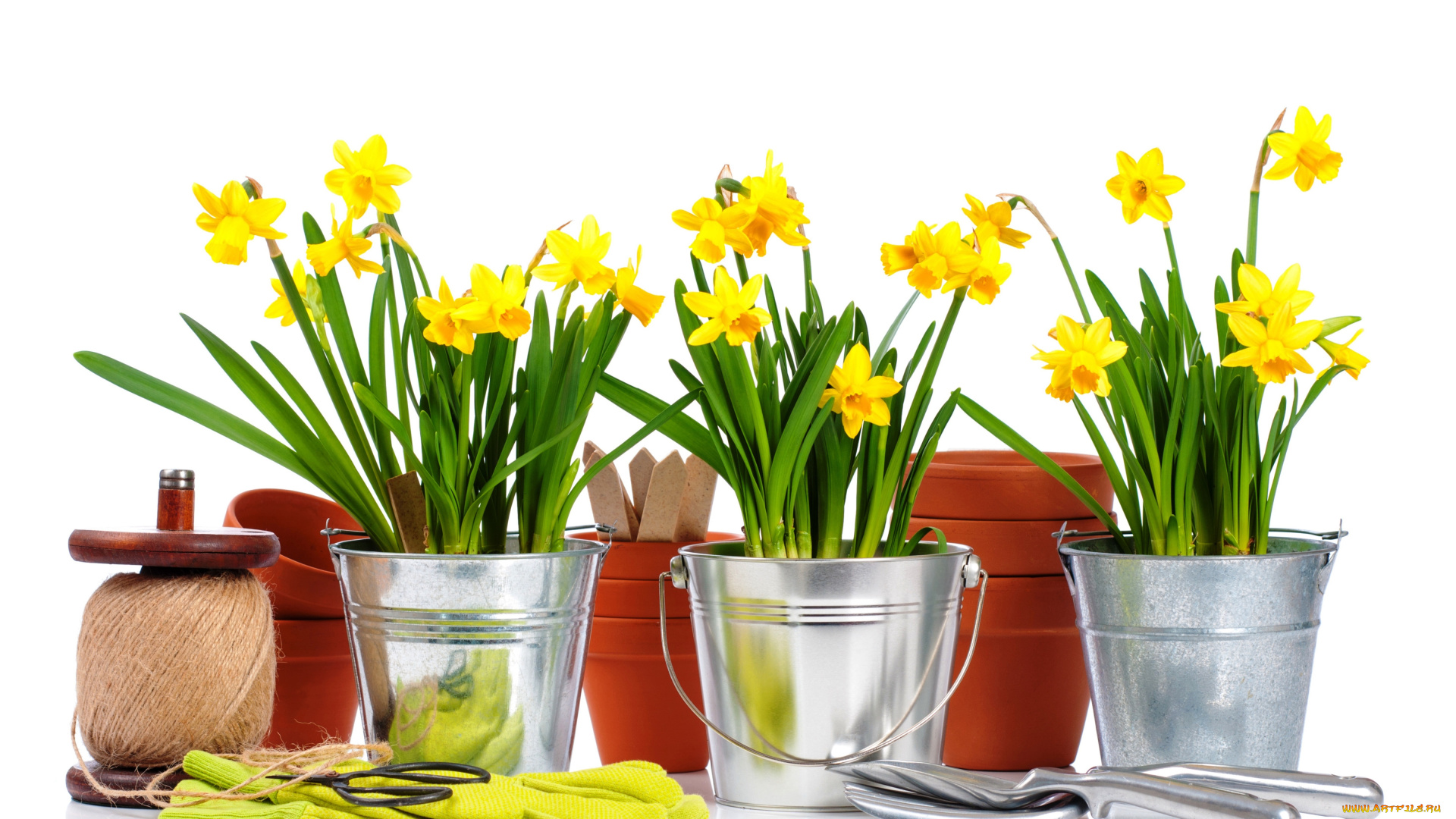 цветы, нарциссы, ведра