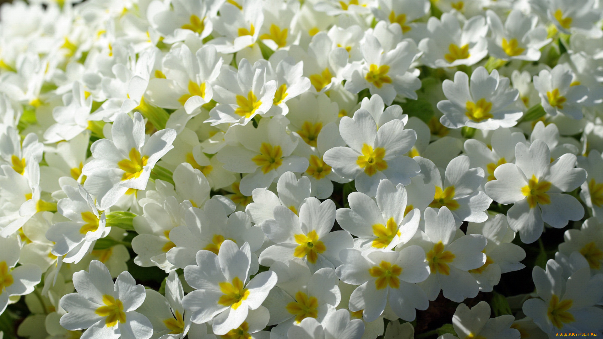 цветы, примулы, белый