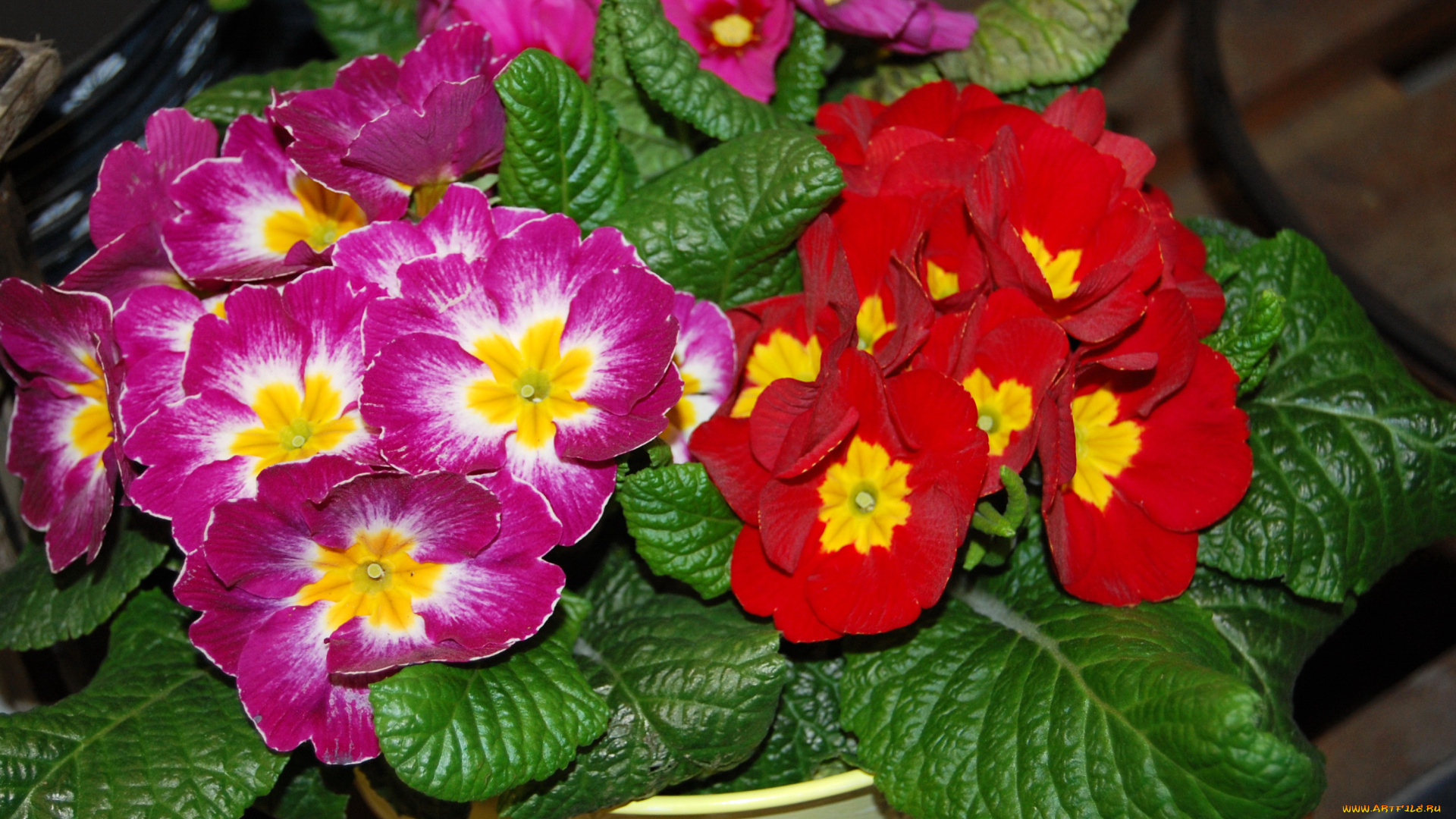 цветы, примулы, примула, красные